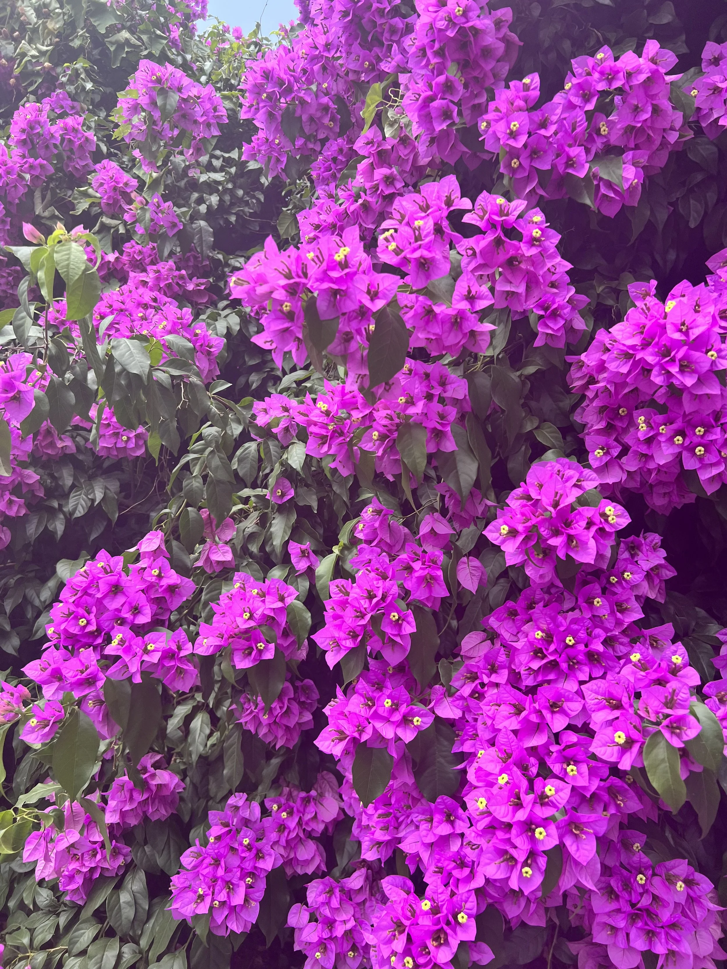 IMG_0091.jpeg