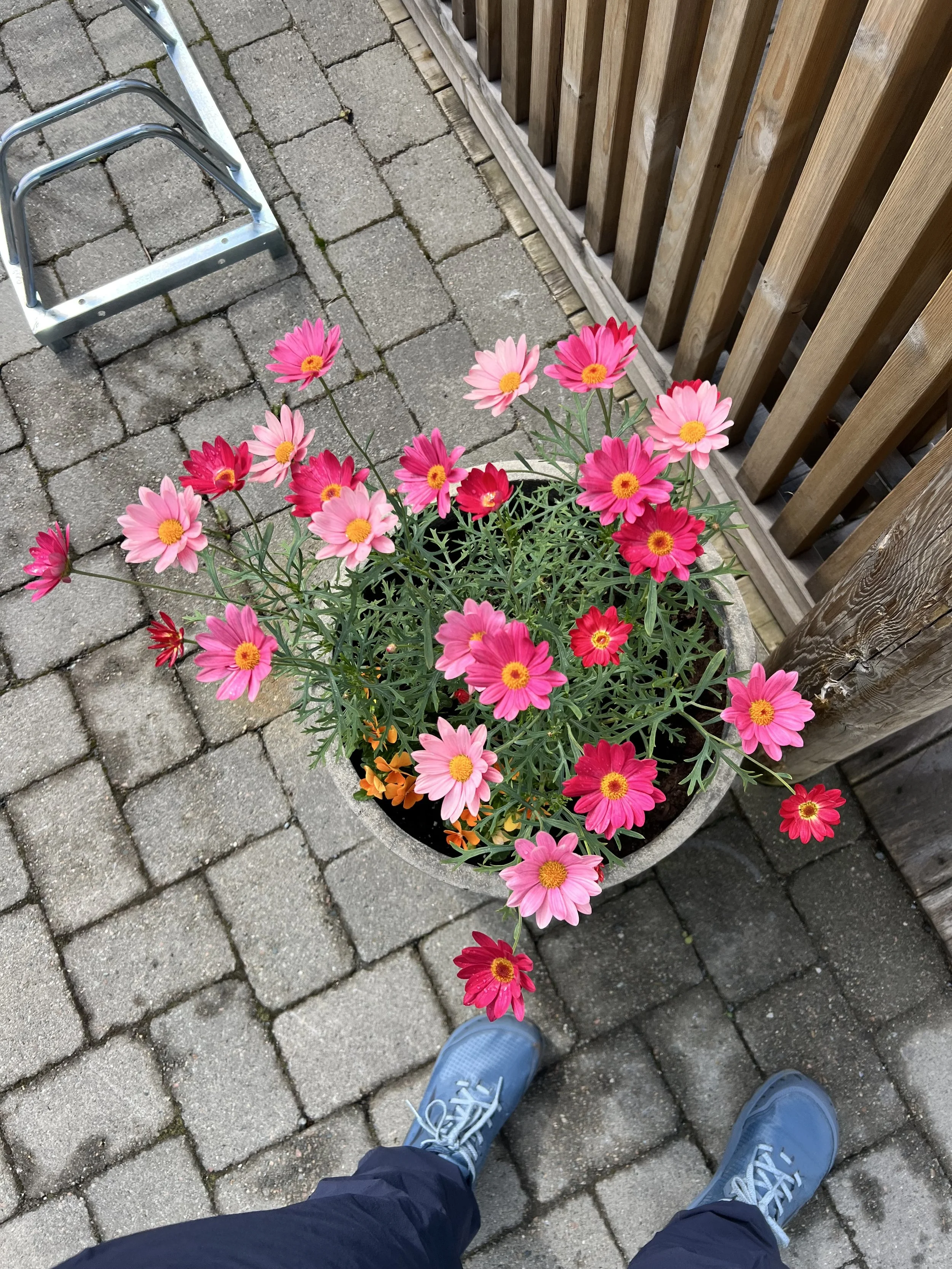 IMG_5382.jpeg