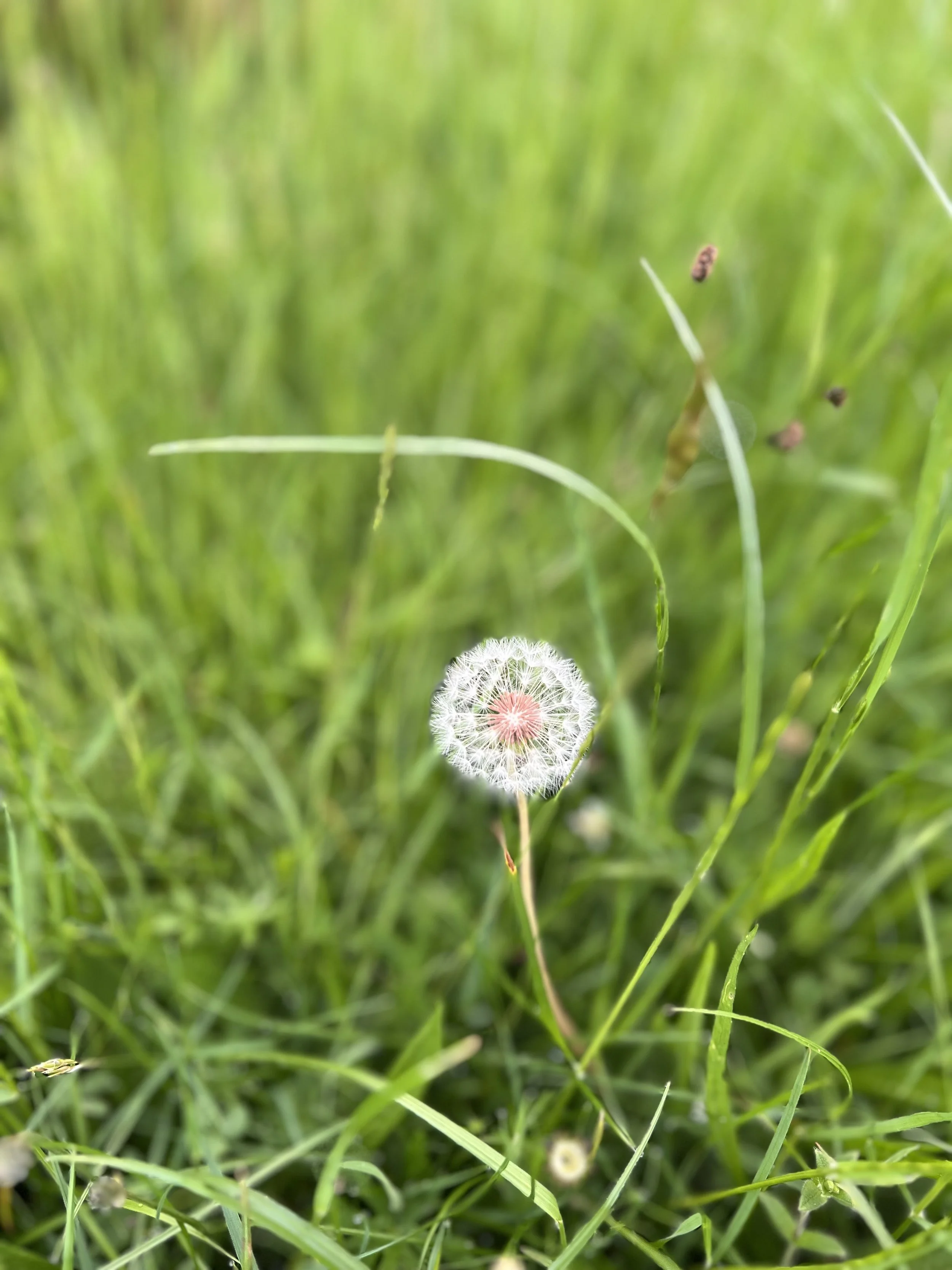 IMG_7850.jpeg