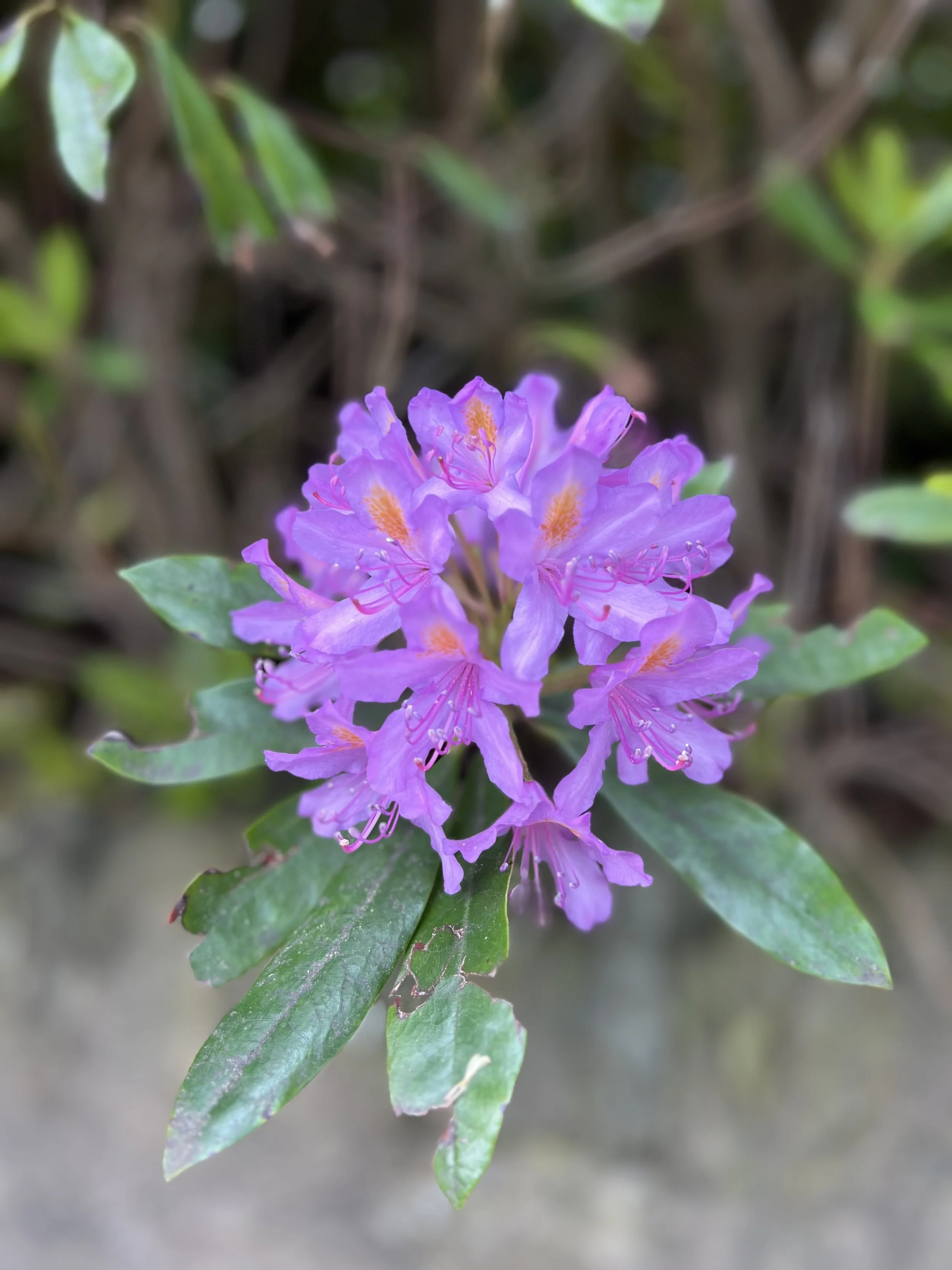 IMG_7560.jpeg