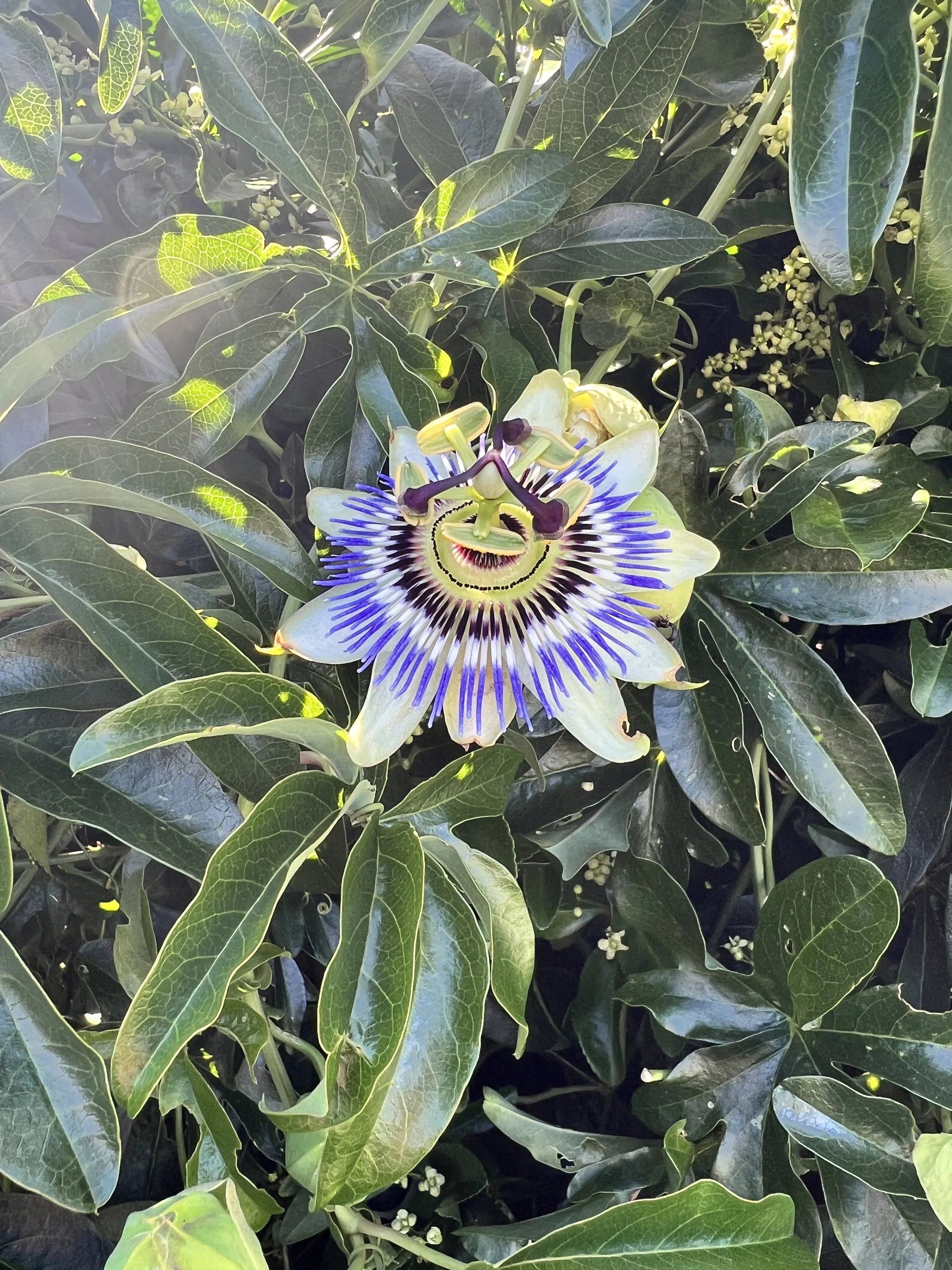 IMG_9555.jpeg