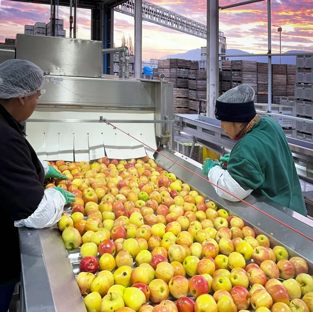 AMA TIME &amp; CFT: Processing line for organic fruits