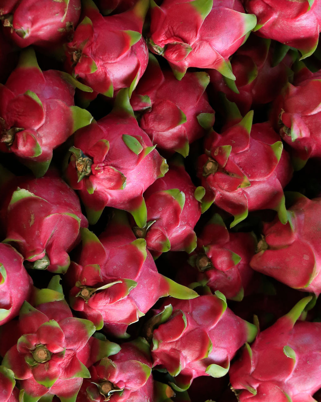 Close-up of a pile of fresh red dragon fruits with green-tipped scales.