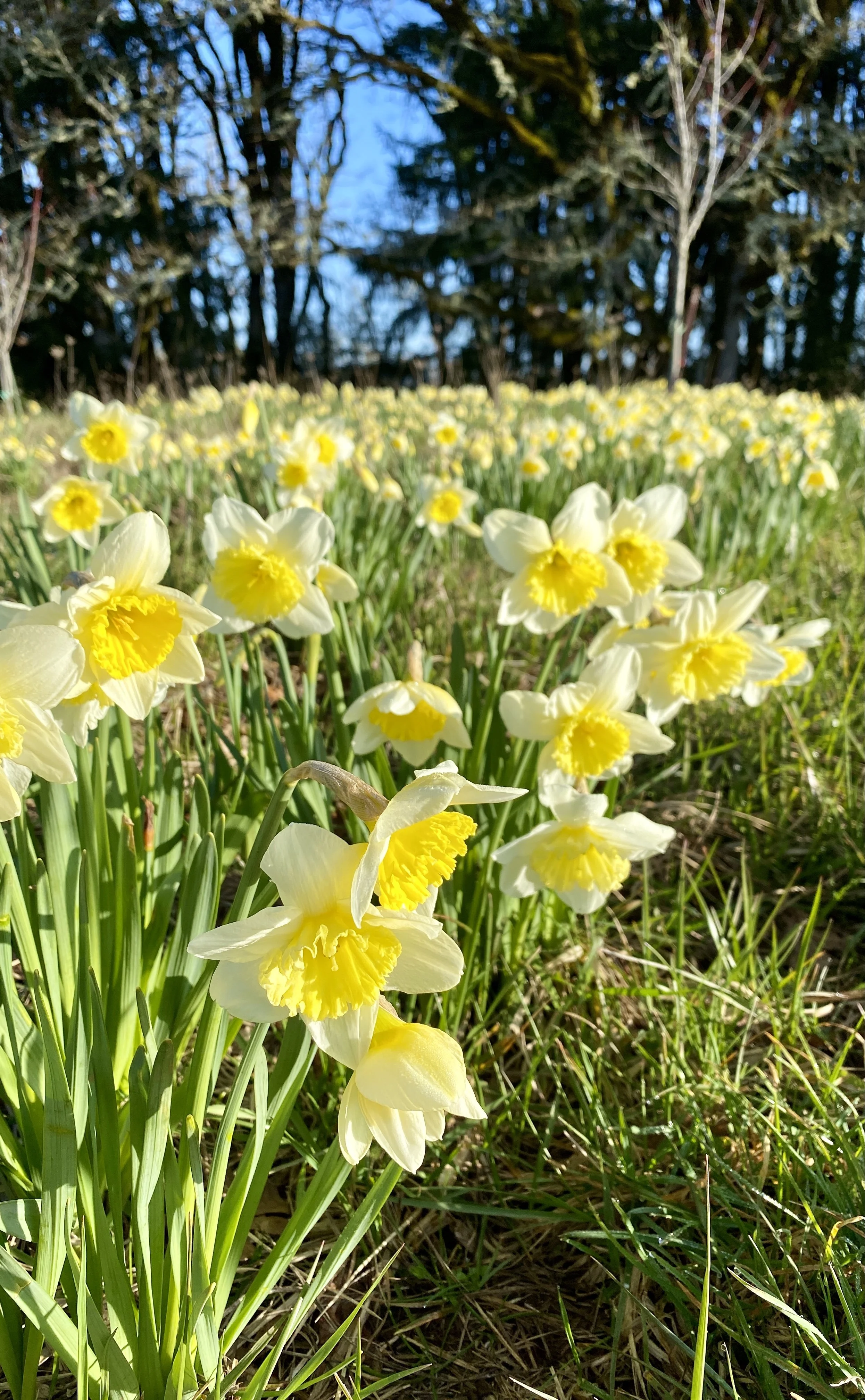 A field of daffodil flowers symbolizes how you can feel fresh, alive, and rejuvenated after your healing treatments in McMinnville.