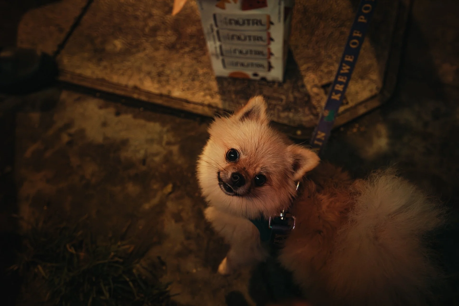 A small, fluffy, light brown puppy with big black eyes and a happy expression. The puppy is on a leash and is looking up at the camera, standing on a dark, textured surface near some rocks or pavement. L'objectif Photography: New Orleans Wedding, Eve