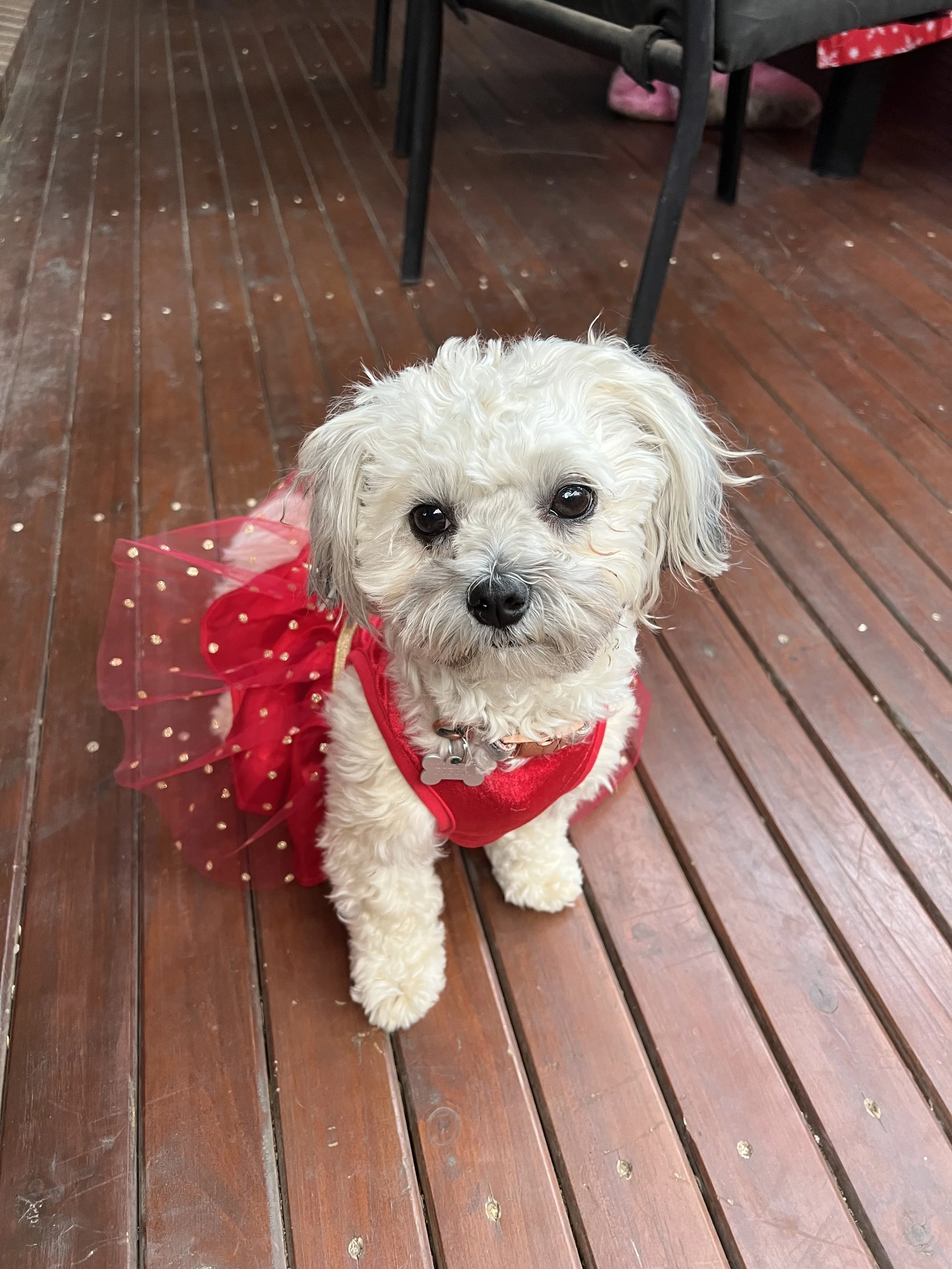 Small white dog wearing a red dress with a tulle tutu, sitting on a wooden floor. Playing at Bailey and Zoeys Dog Daycare in Melbourne Altona North.