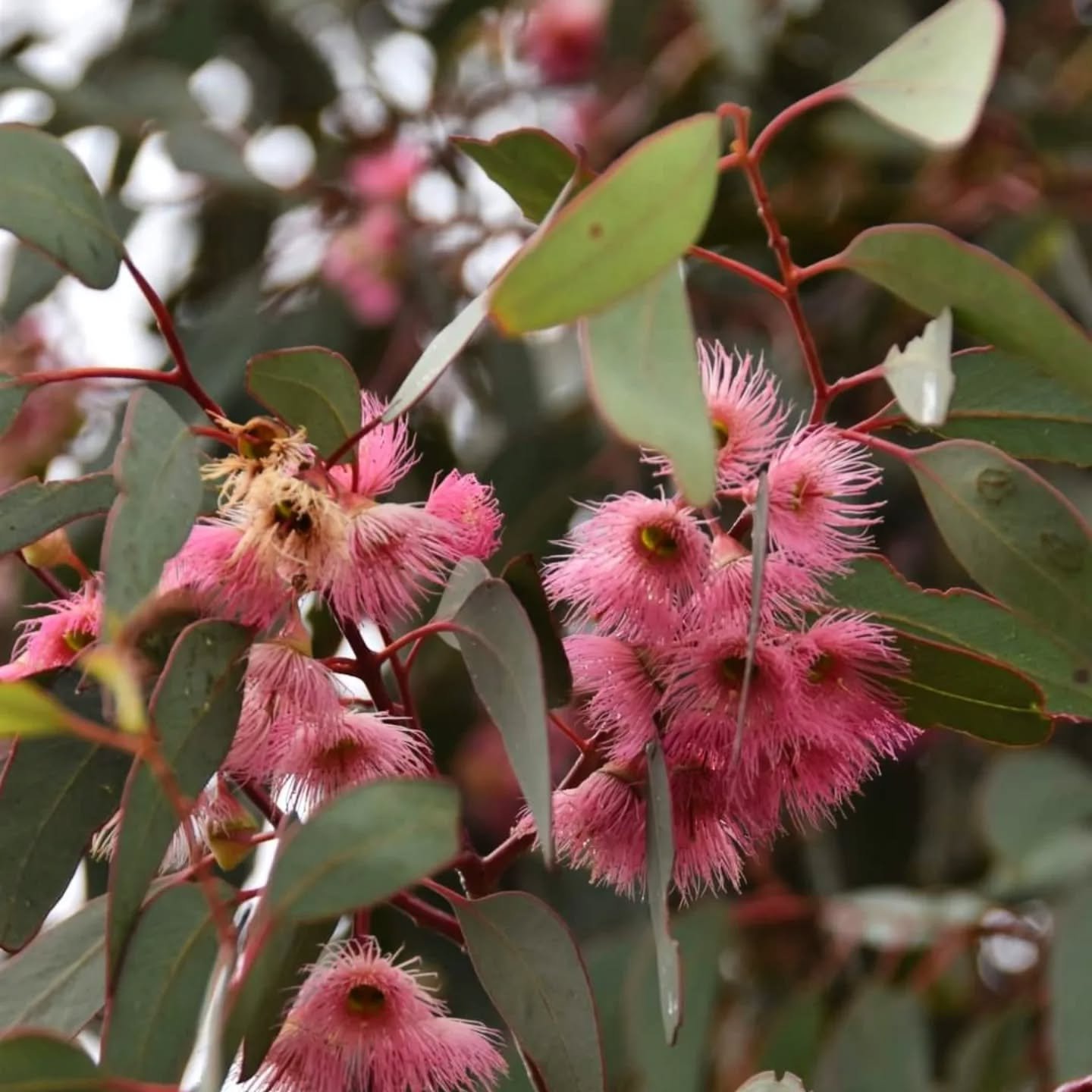 Gumnut blossoms 🌸 jewels that always remind me of feminine youth. 

Self Love circles for pre teen and teen girls are arriving in time for the school holidays on Thursday 10th April in Yarraville and Saturday 12th April in Moonee Ponds. Wonderful wh