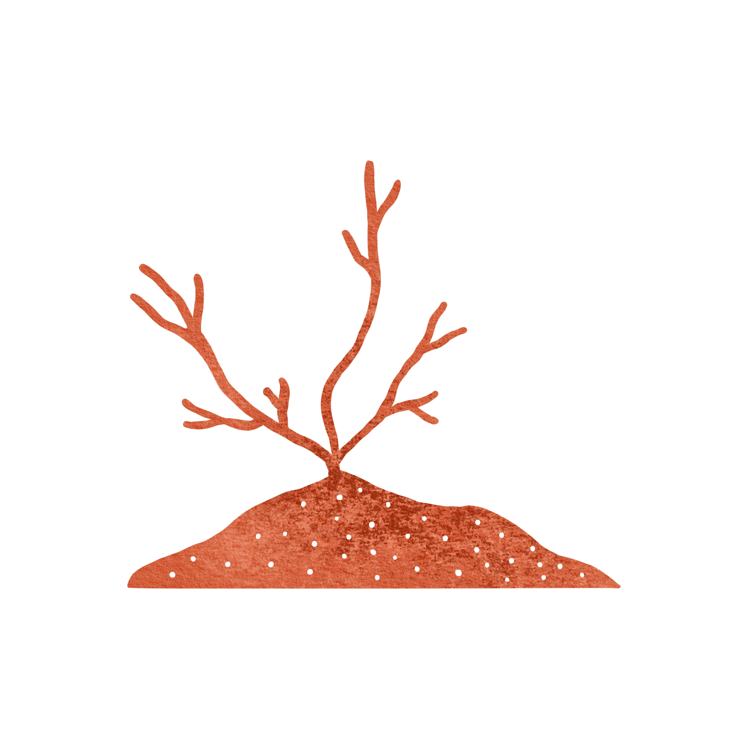 Diagram showing the structure of a coral, including the coral polyp, the calcium carbonate skeleton, and branch formation.
