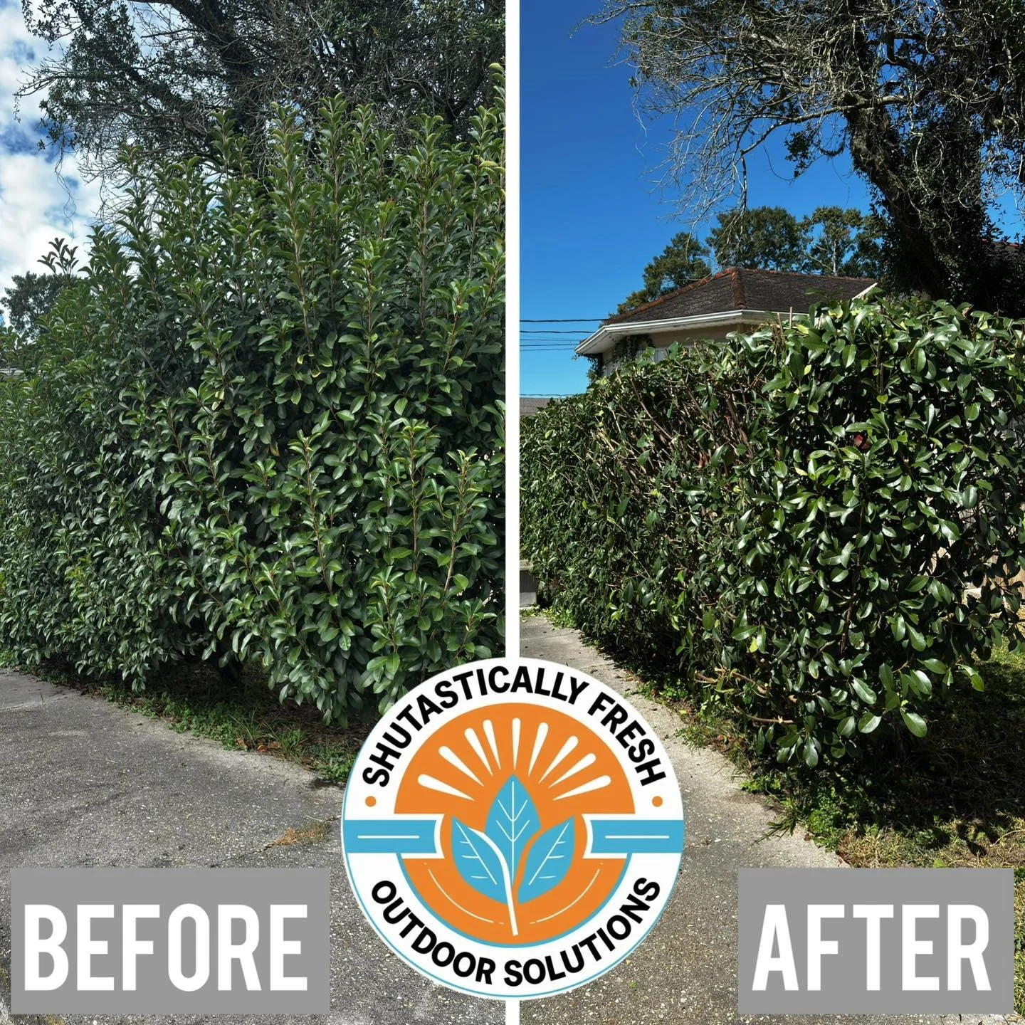 🌿 Hedge Trimming Magic! 🌿
Check out this before and after transformation &mdash; overgrown hedges now clean, shaped, and ready to impress!
At Shutastically Fresh Outdoor Solutions, we specialize in detailed hedge trimming and shaping that keeps you