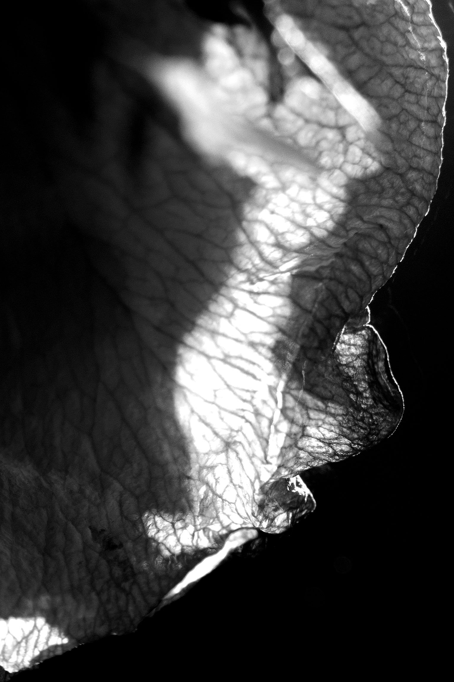 Close-up black and white photo of a textured flower petal with light shining through. Rose. The Rosarium. The Rose Ledger.