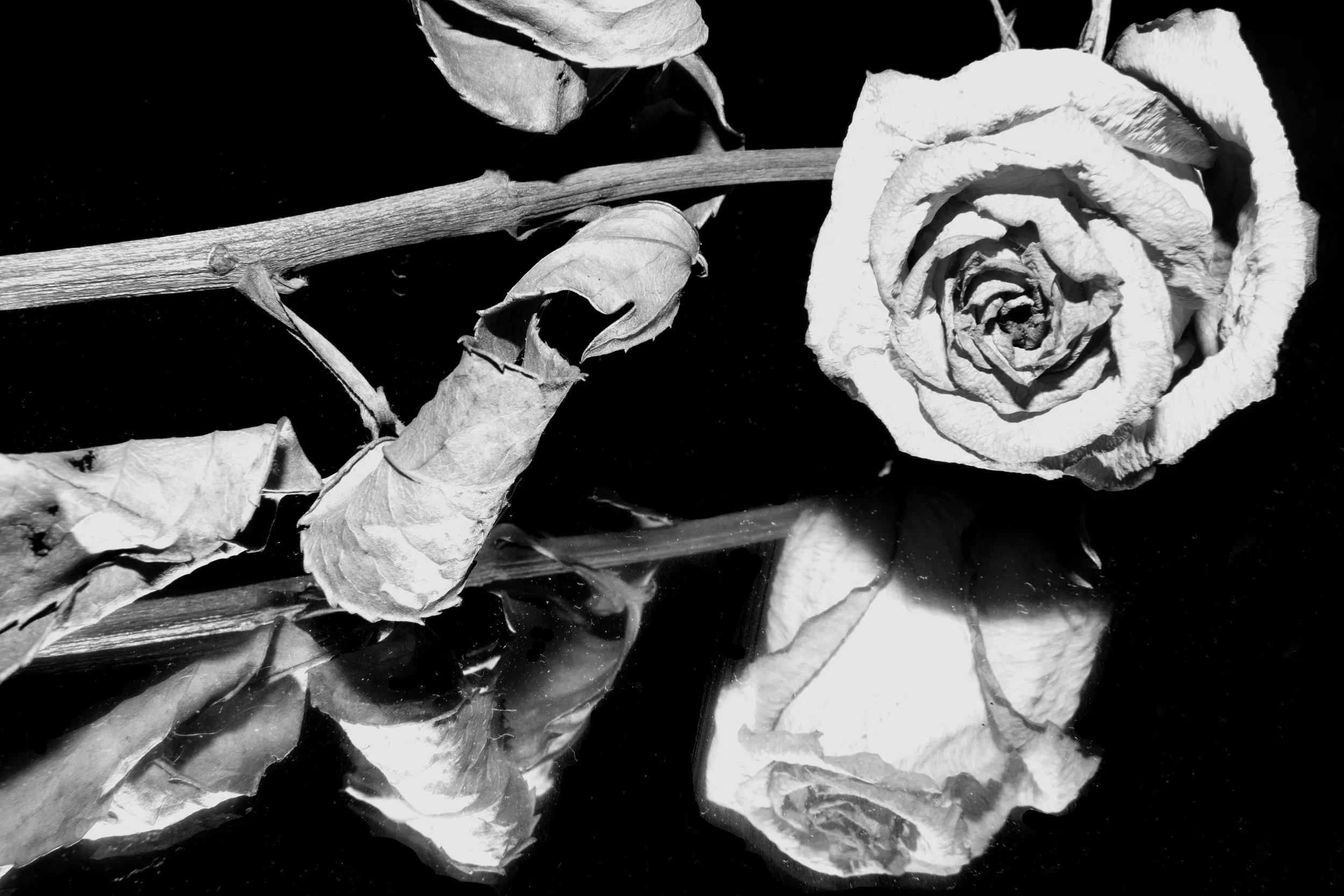 The Rose Ledger. The Rosarium. Black and white photograph of a wilted rose with dry petals and leaves, lying on a dark surface.