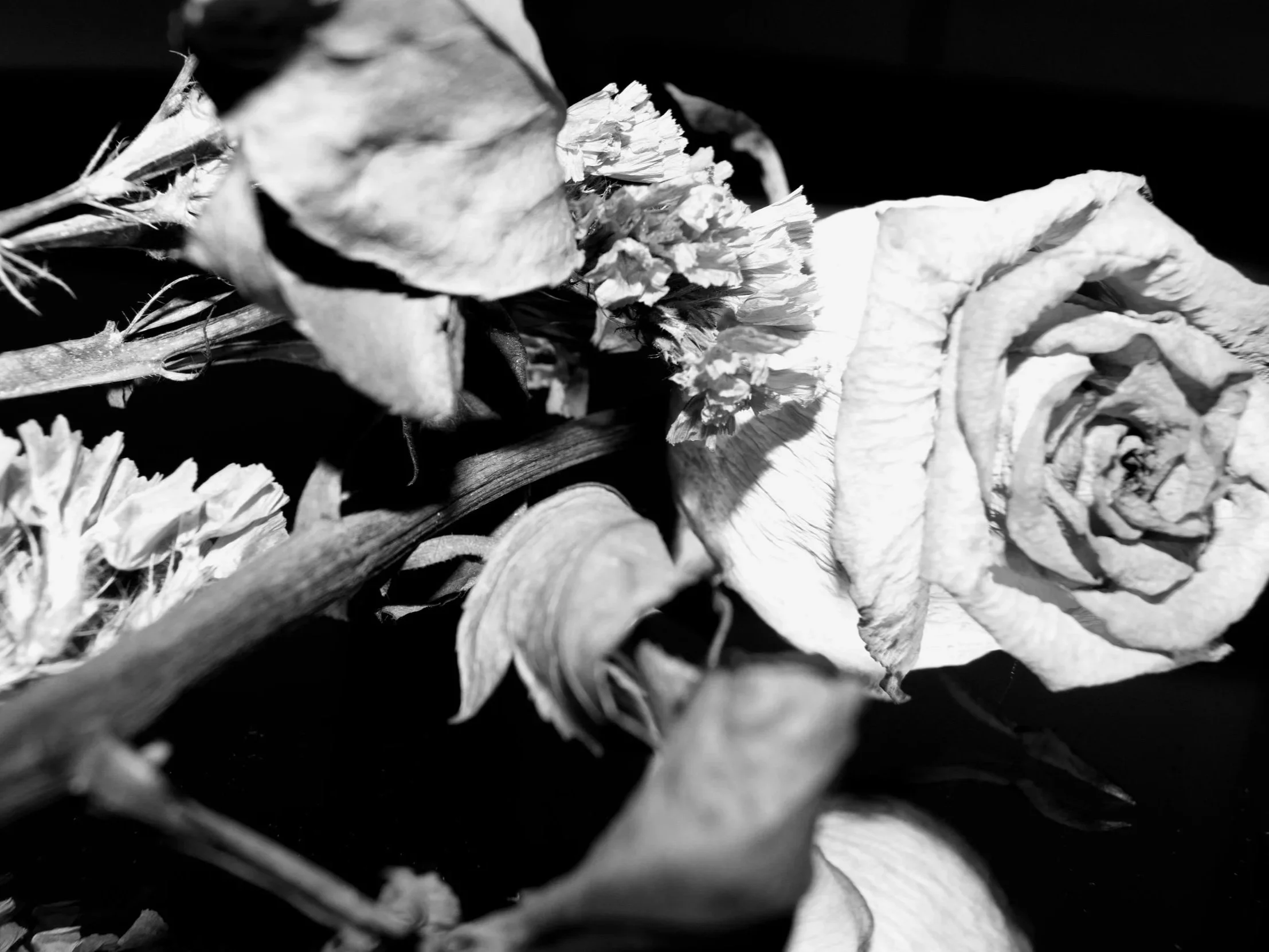 Close-up black-and-white photo of dried flower petals and leaves. The Rosarium. The Rose Ledger.