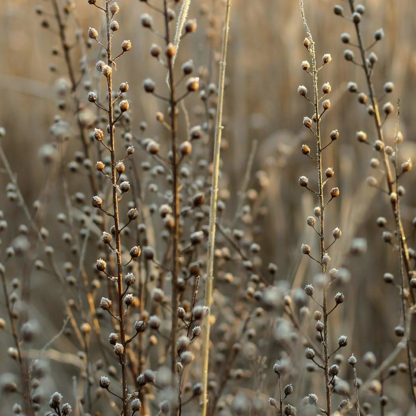 Dry plants with small seed pods on thin stems in a field