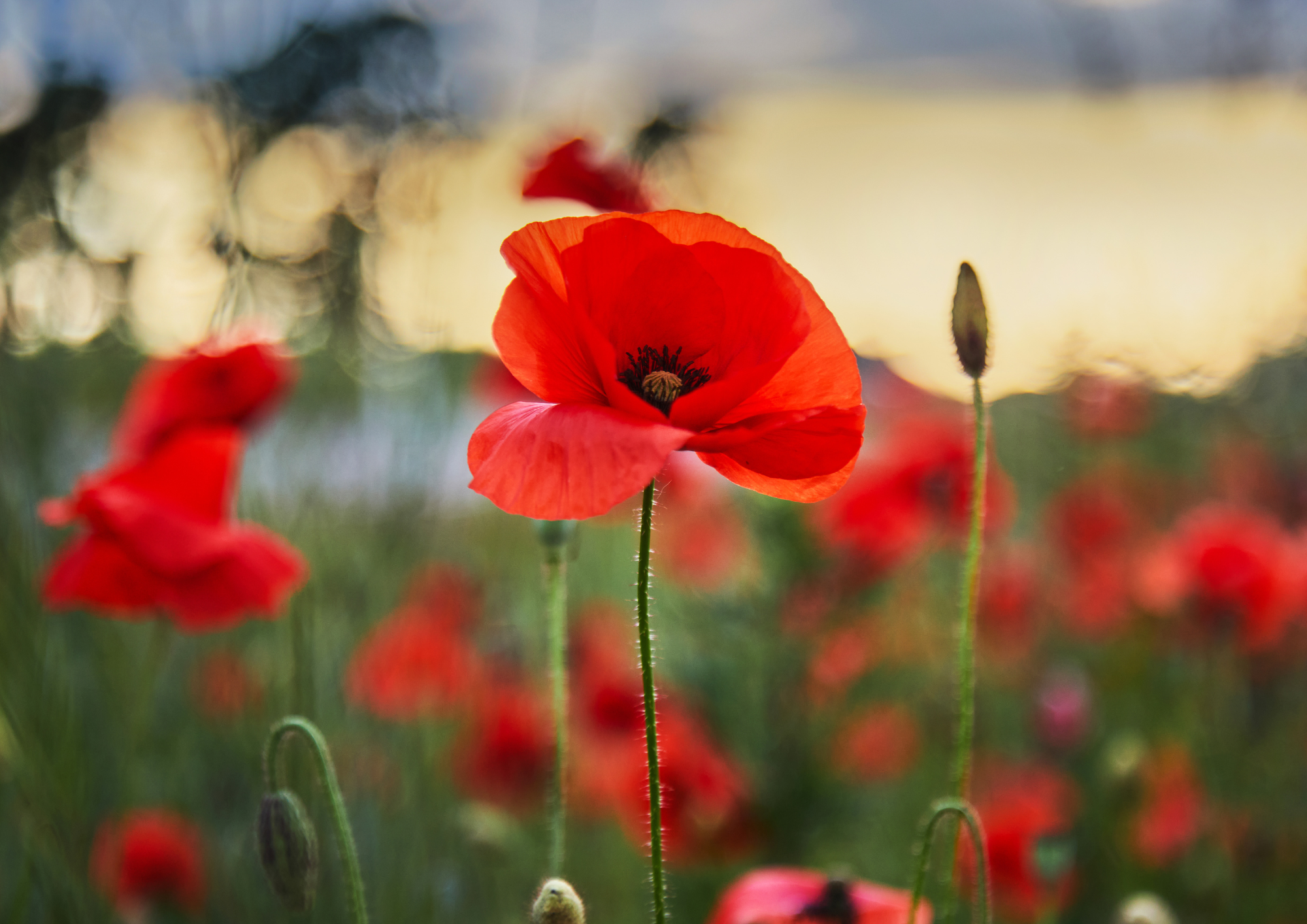 Public Holiday (1).png