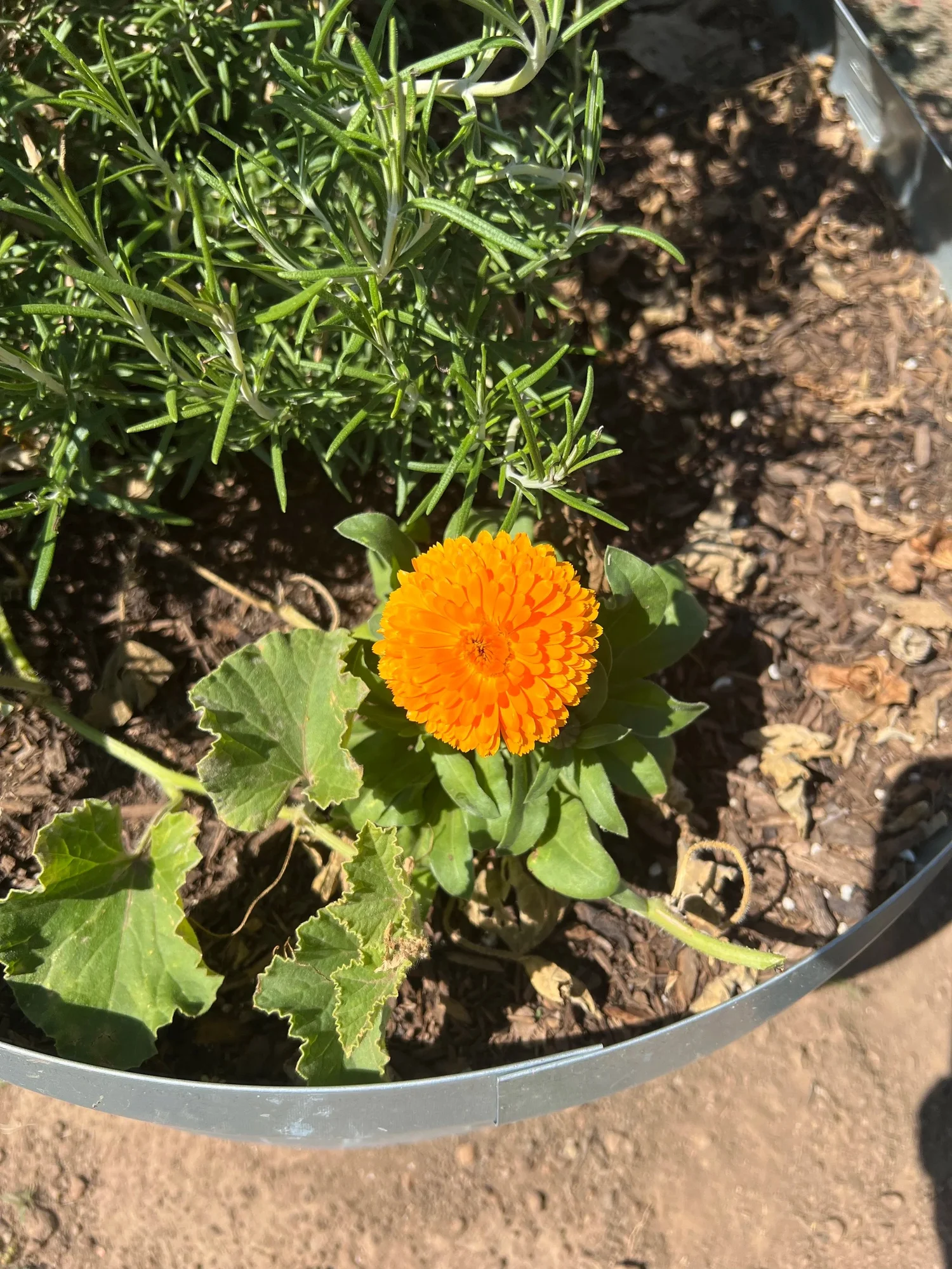 Welcome to Victoria&#x27;s Garden. We hope you will enjoy the herbs and seeds organically grown in our high desert farm.