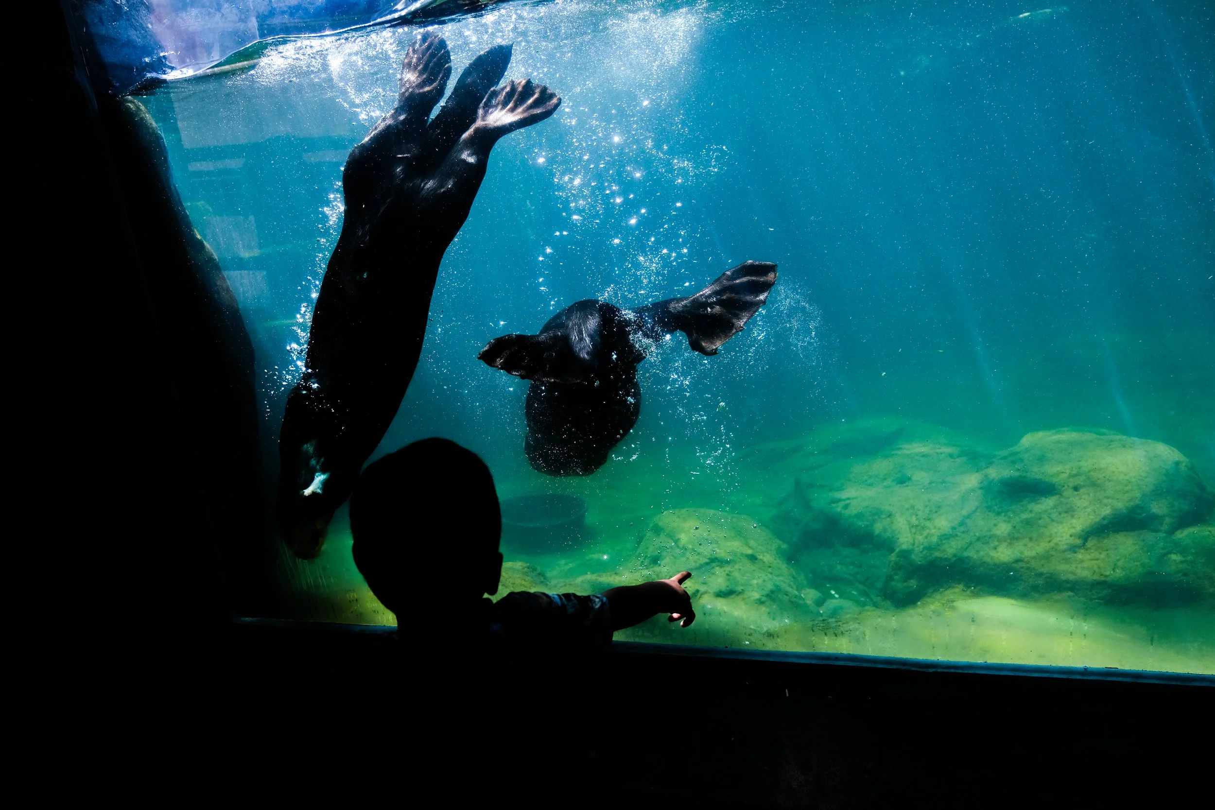 Vancouver Aquarium | Story
