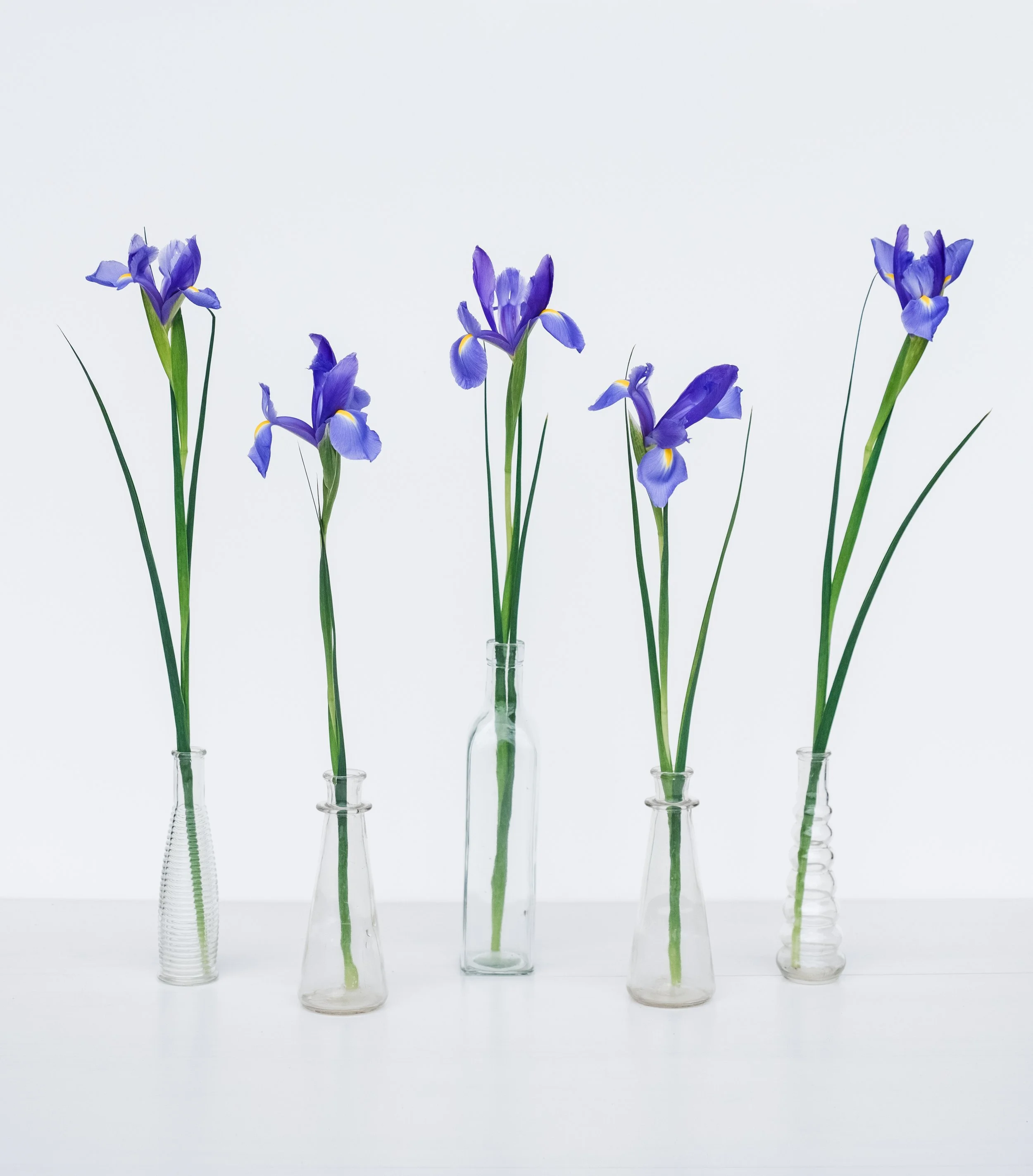 Irises24.jpg