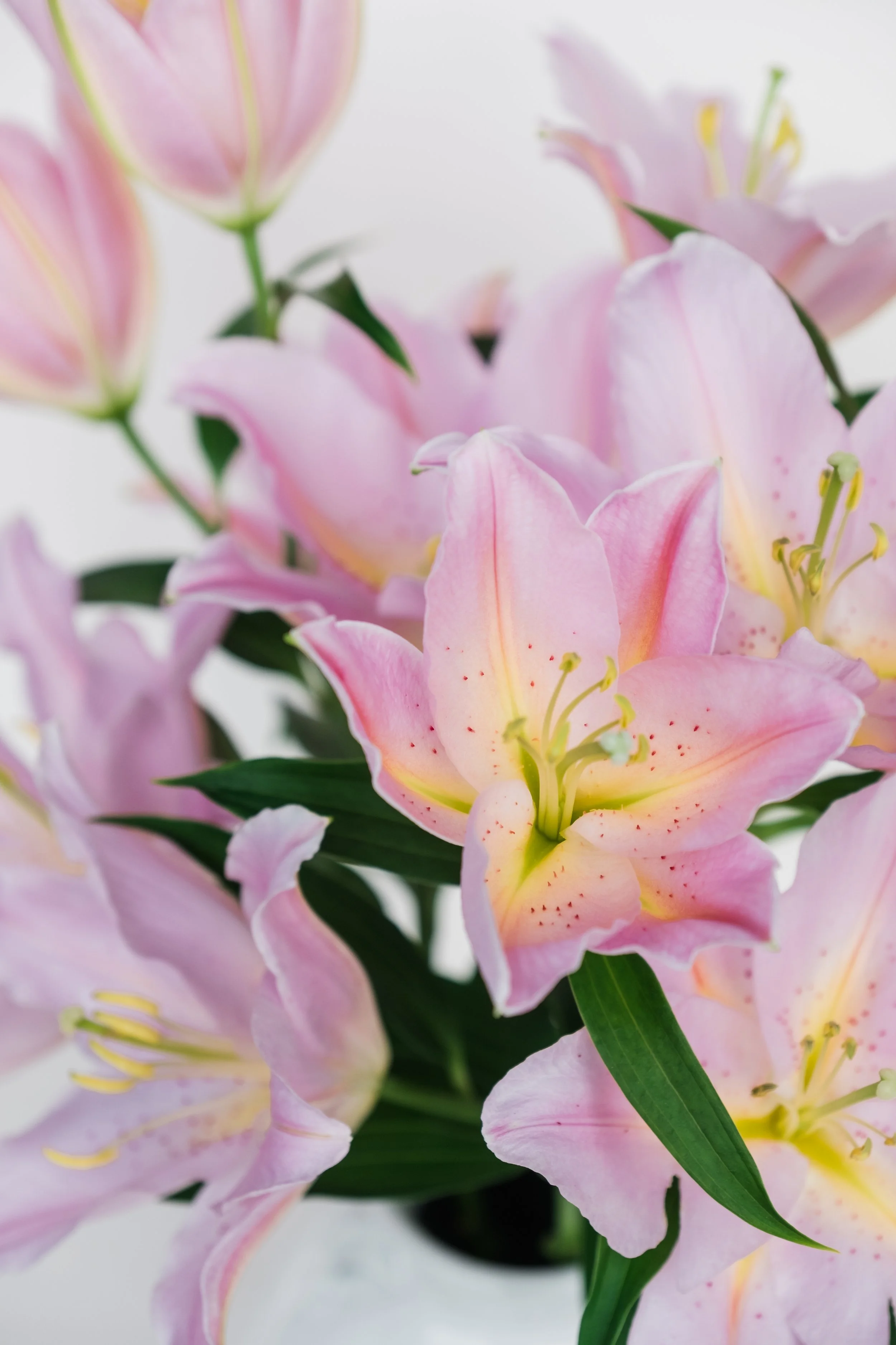 Lilies-September 2021-1.jpg