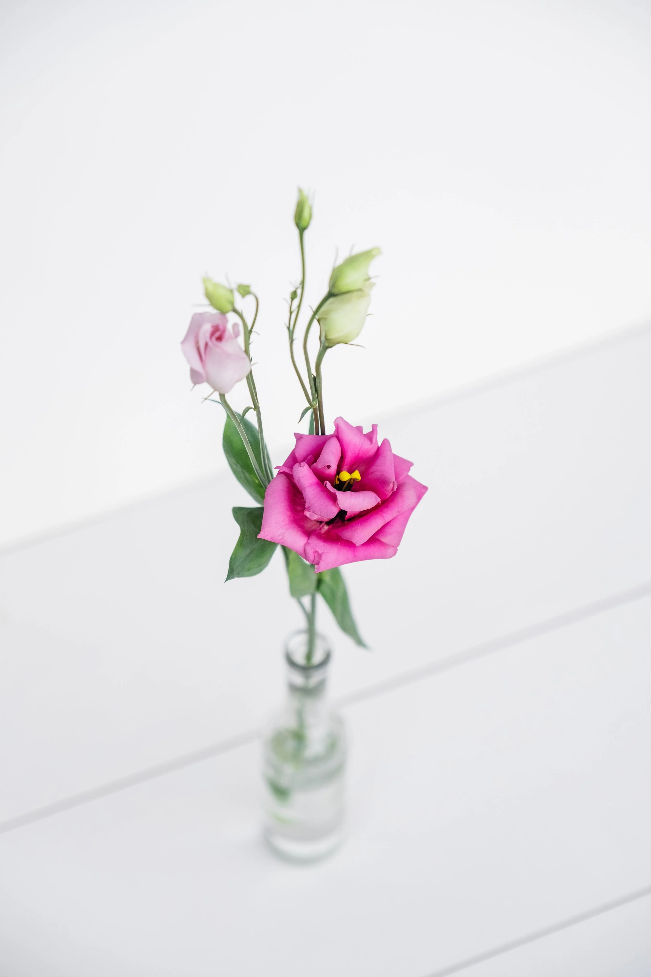 Lisianthus6.jpg