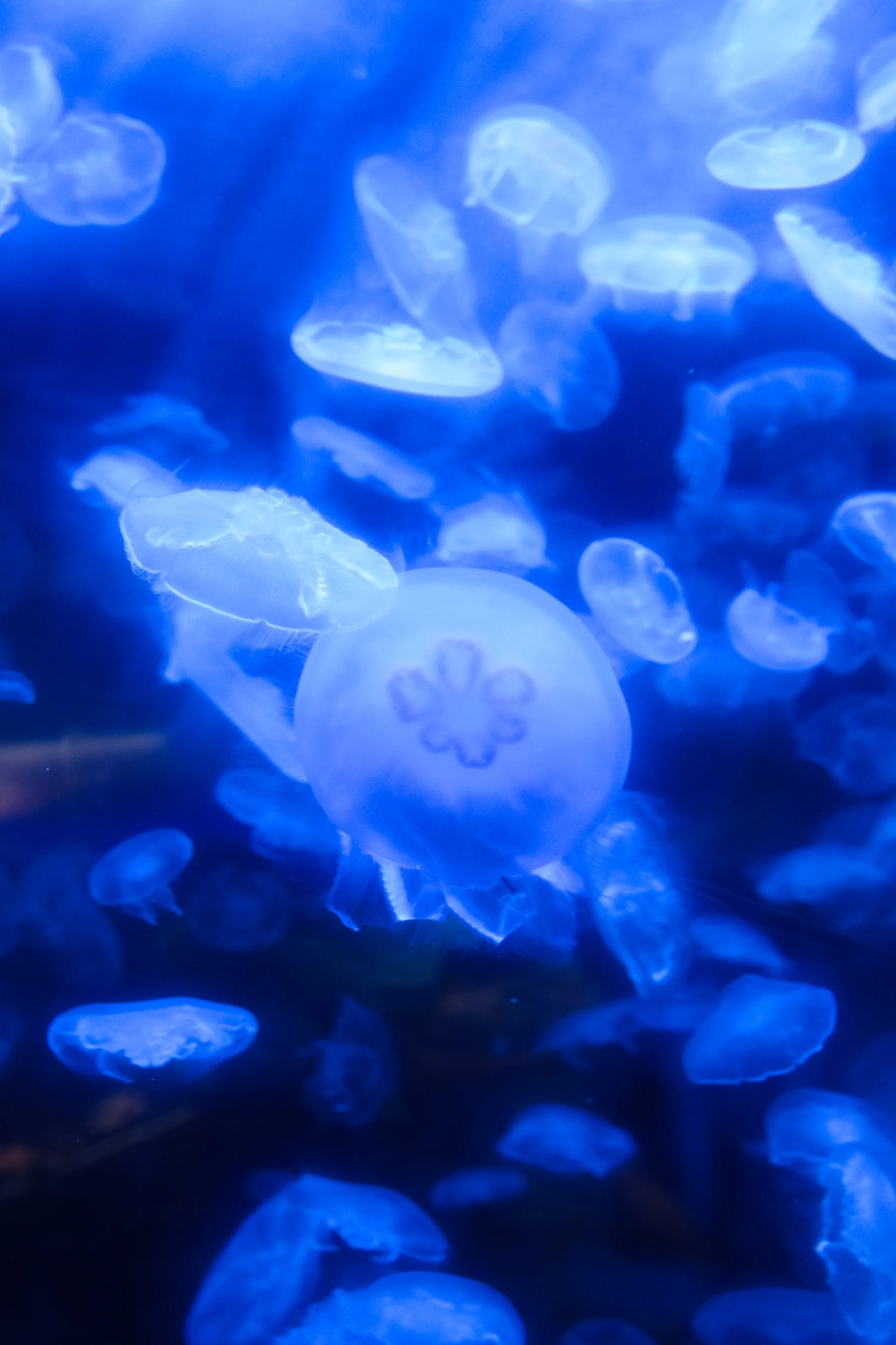 Blue jellyfish swimming in an aquarium.