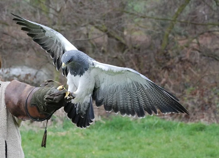 person with gauntlet practicing falconry with hawk landing on gauntlet