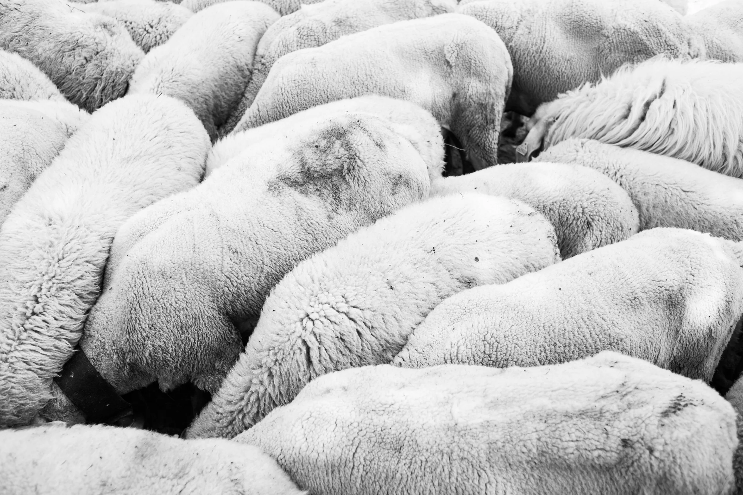 Our Wool…