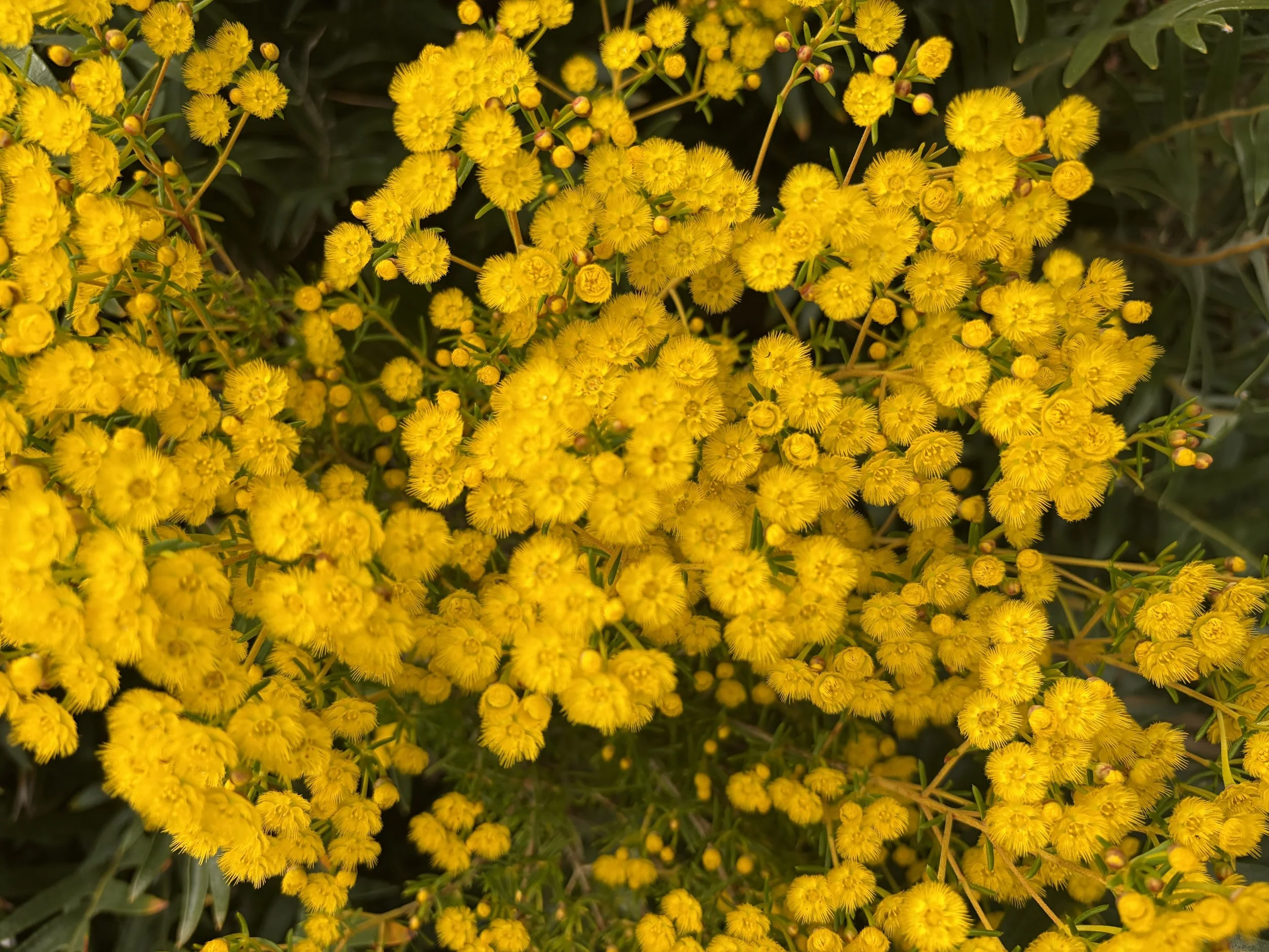 Close-up of dense clusters of bright yellow, pom-pom-like flowers with green foliage