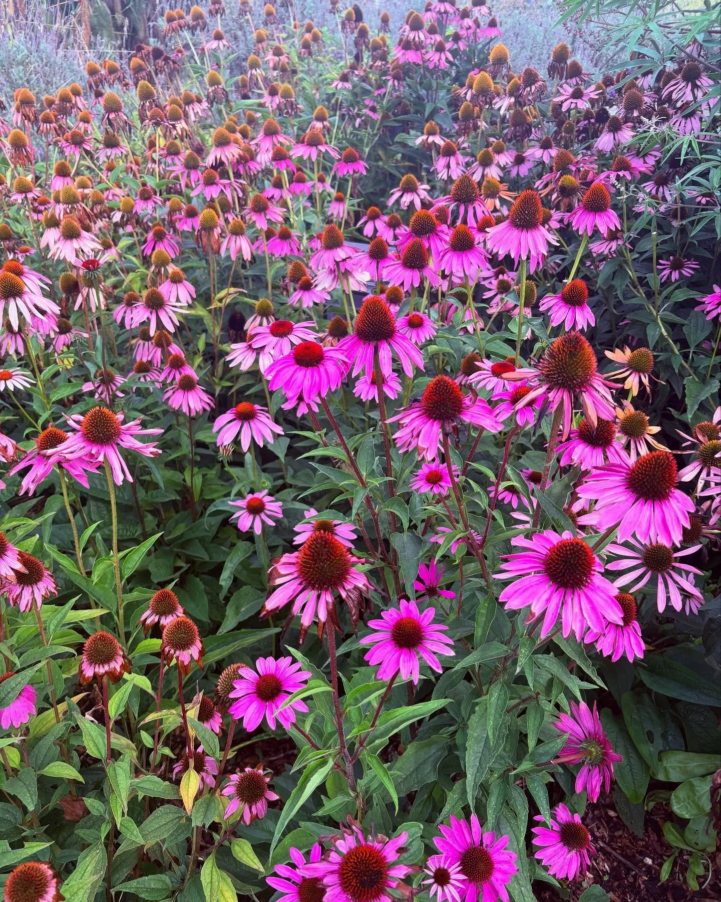 Echinacea 🌸

This beautiful herb has been used for centuries to support the immune system &amp; help fight off colds, flus &amp; other respiratory tract infections. It contains active compounds such as alkamides, flavonoids &amp; polysaccharides tha