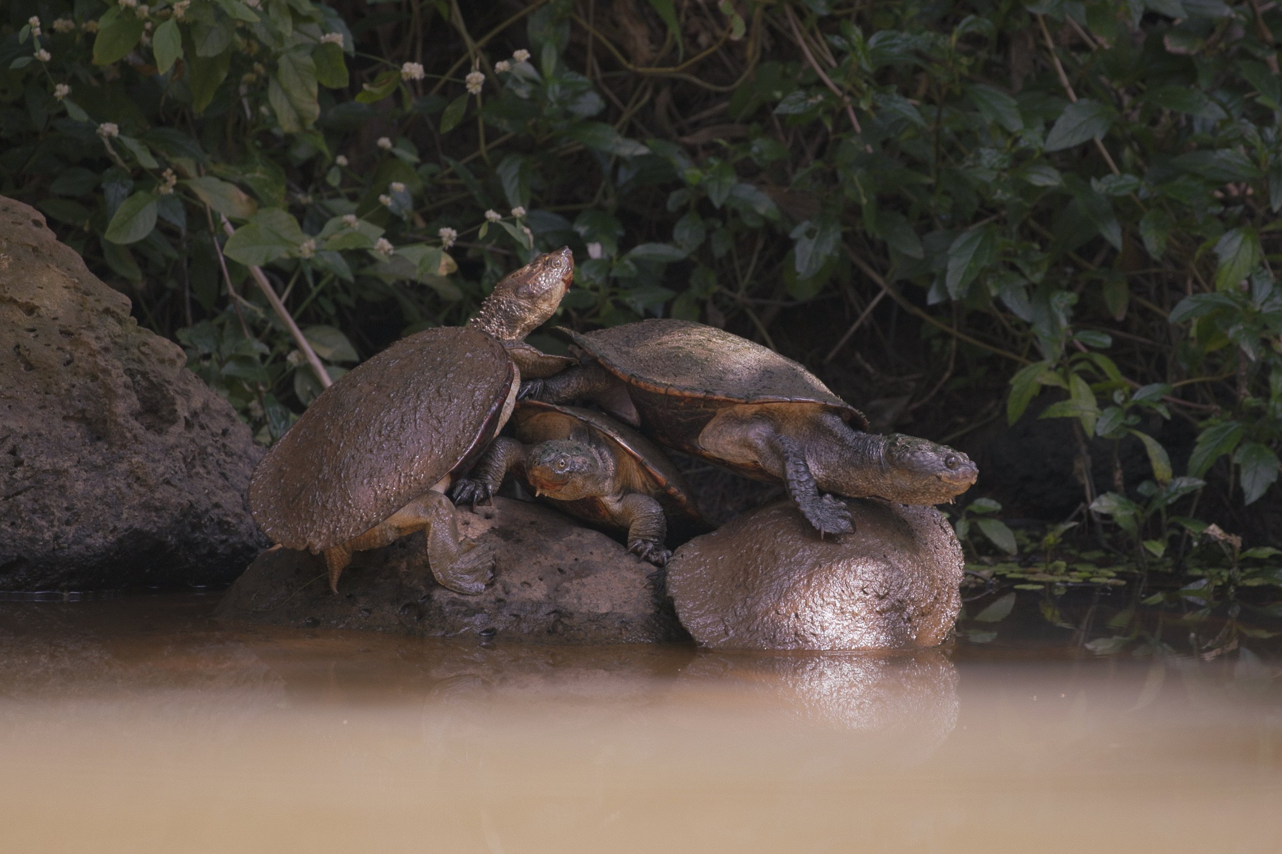 Turtles.jpg