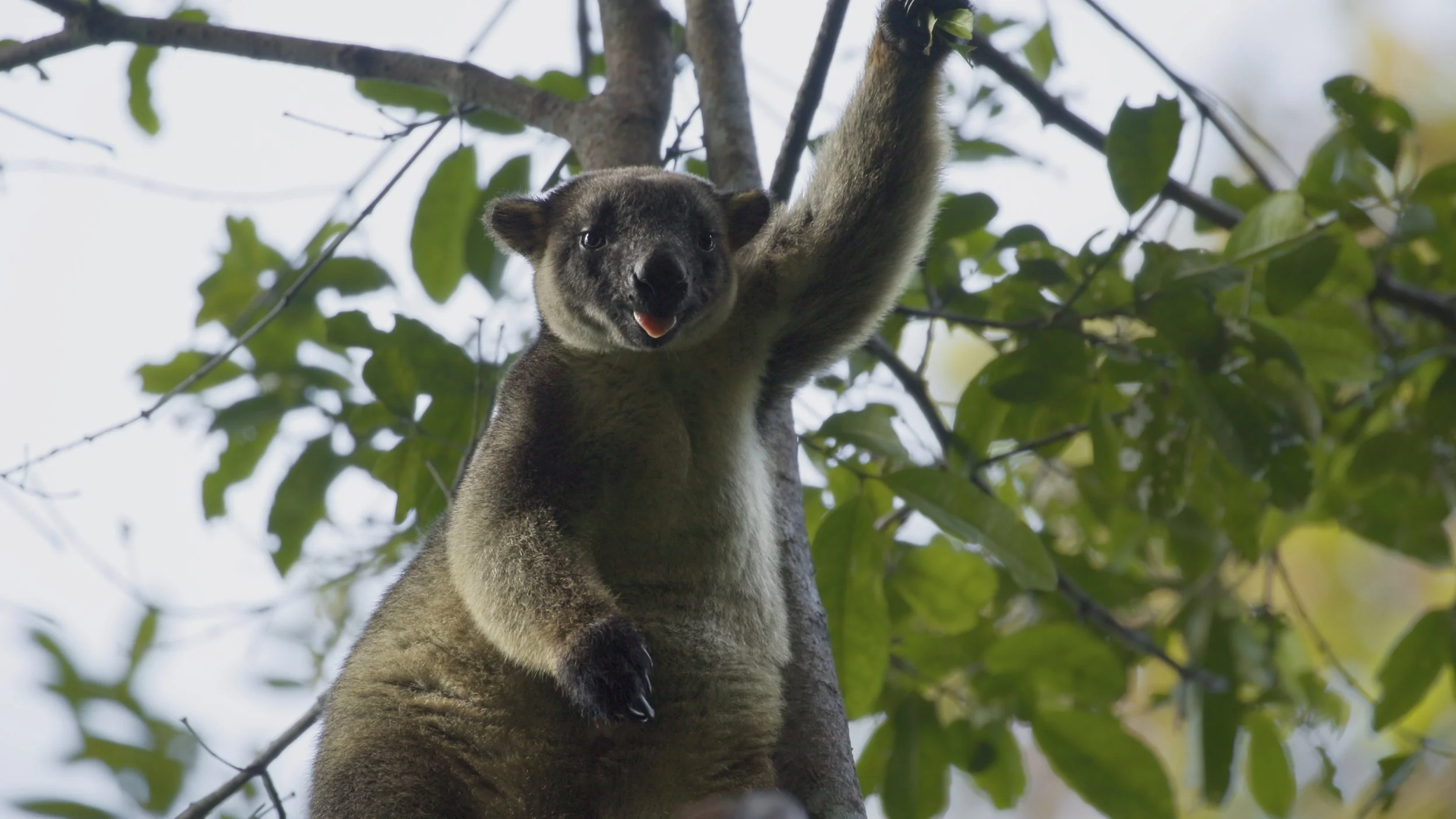 Tree Kangaroo.jpg
