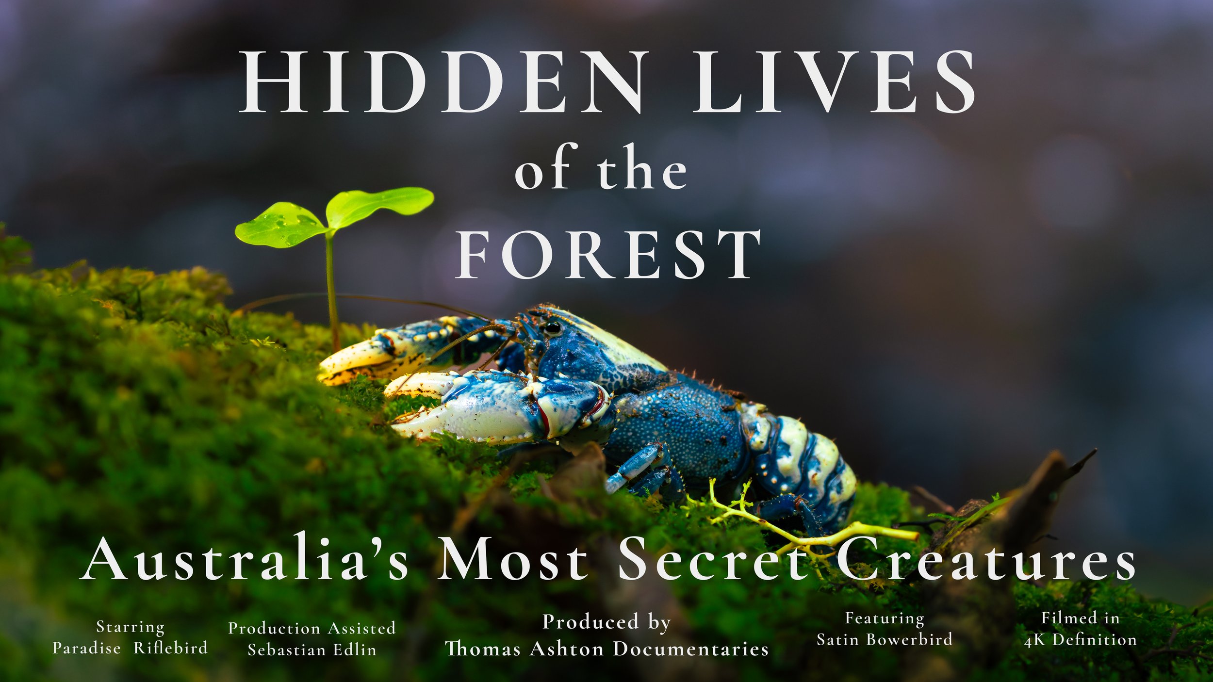 Hidden Lives of the Forest