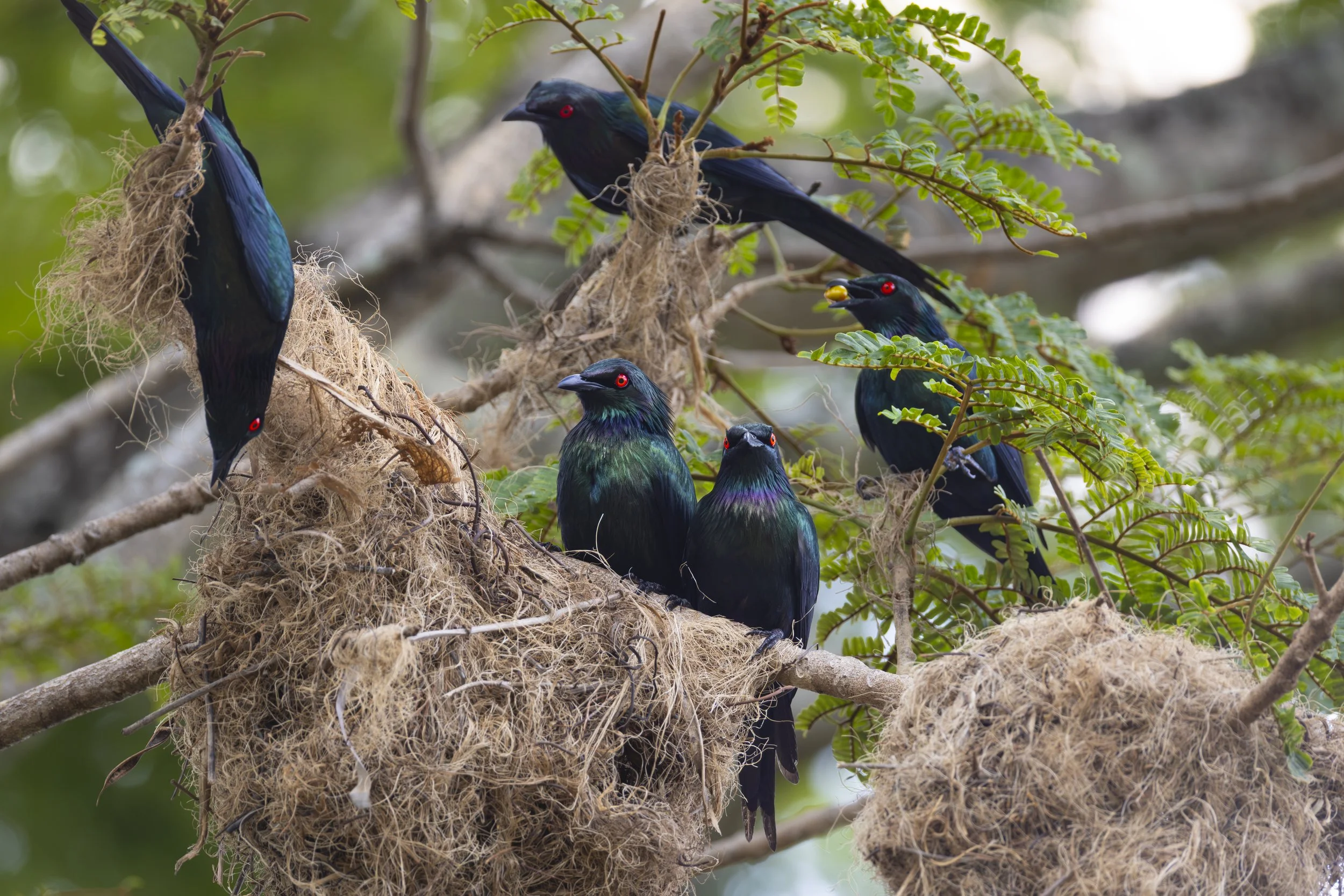 Starlings.jpg