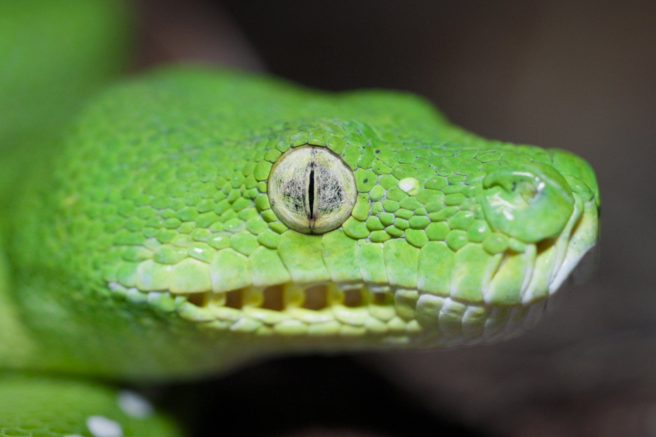 Green tree Python.jpg