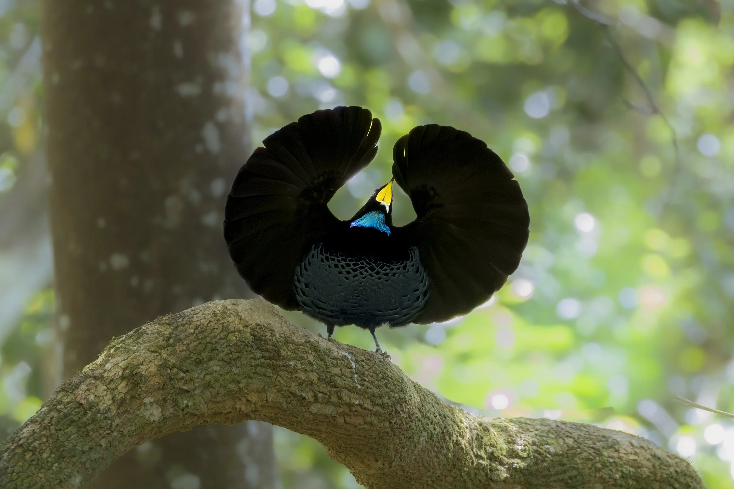 Riflebird End Image.jpg