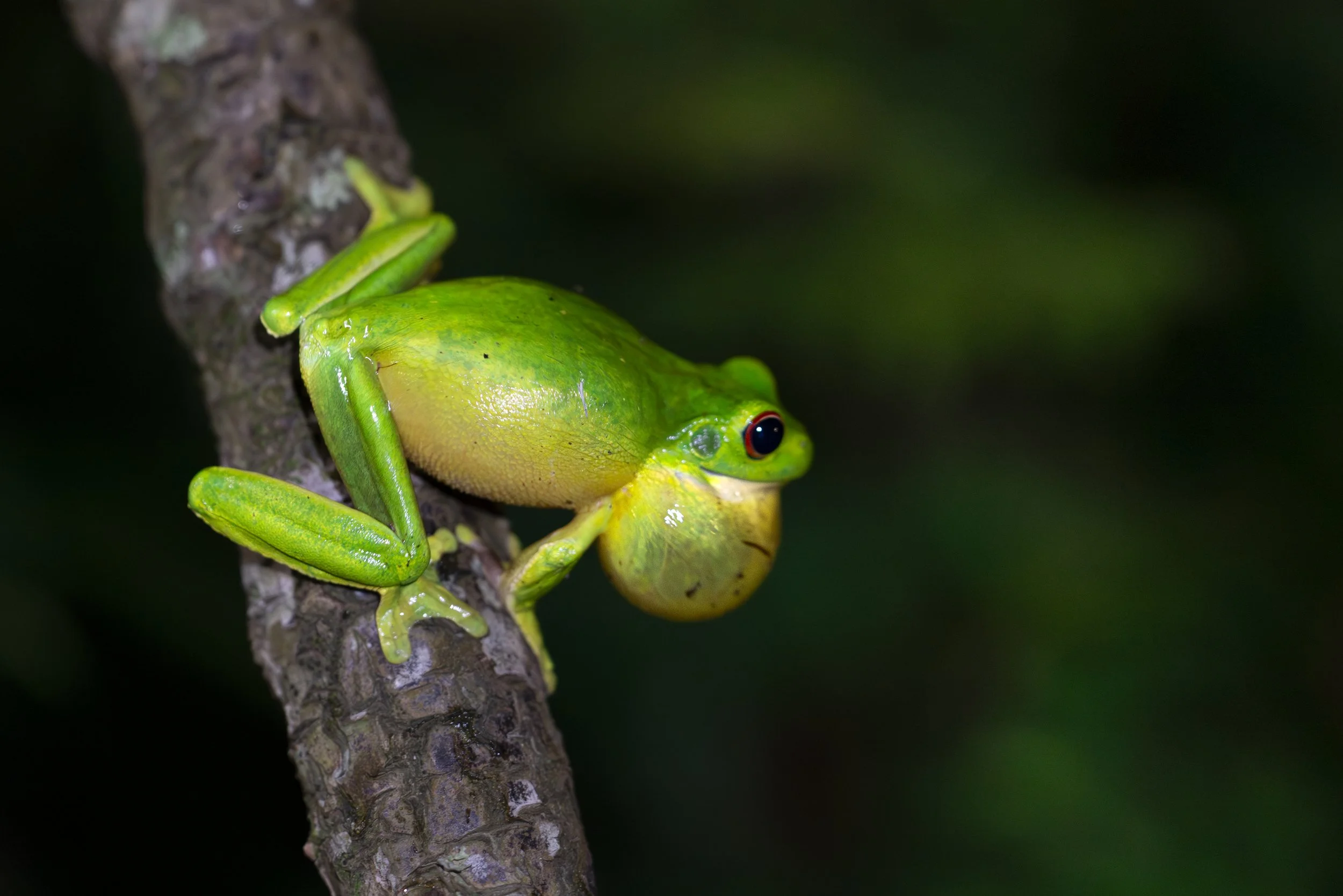Tree Frog End Image.jpg