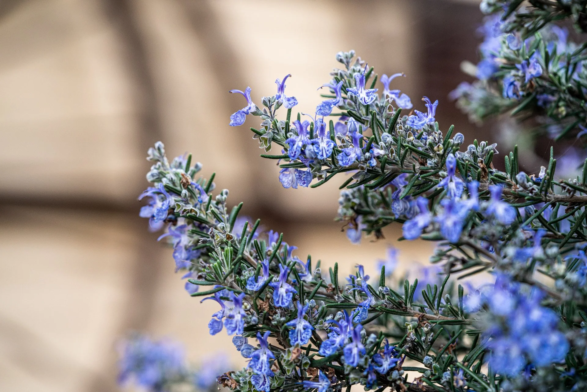 Close-up of purple and blue rosemary flowers on green stems with a blurred beige background.