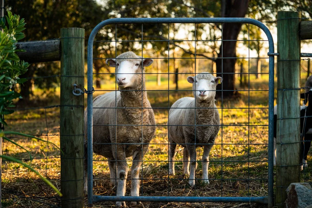 Two sheep standing behind a metal gate in a grassy outdoor area during sunset.