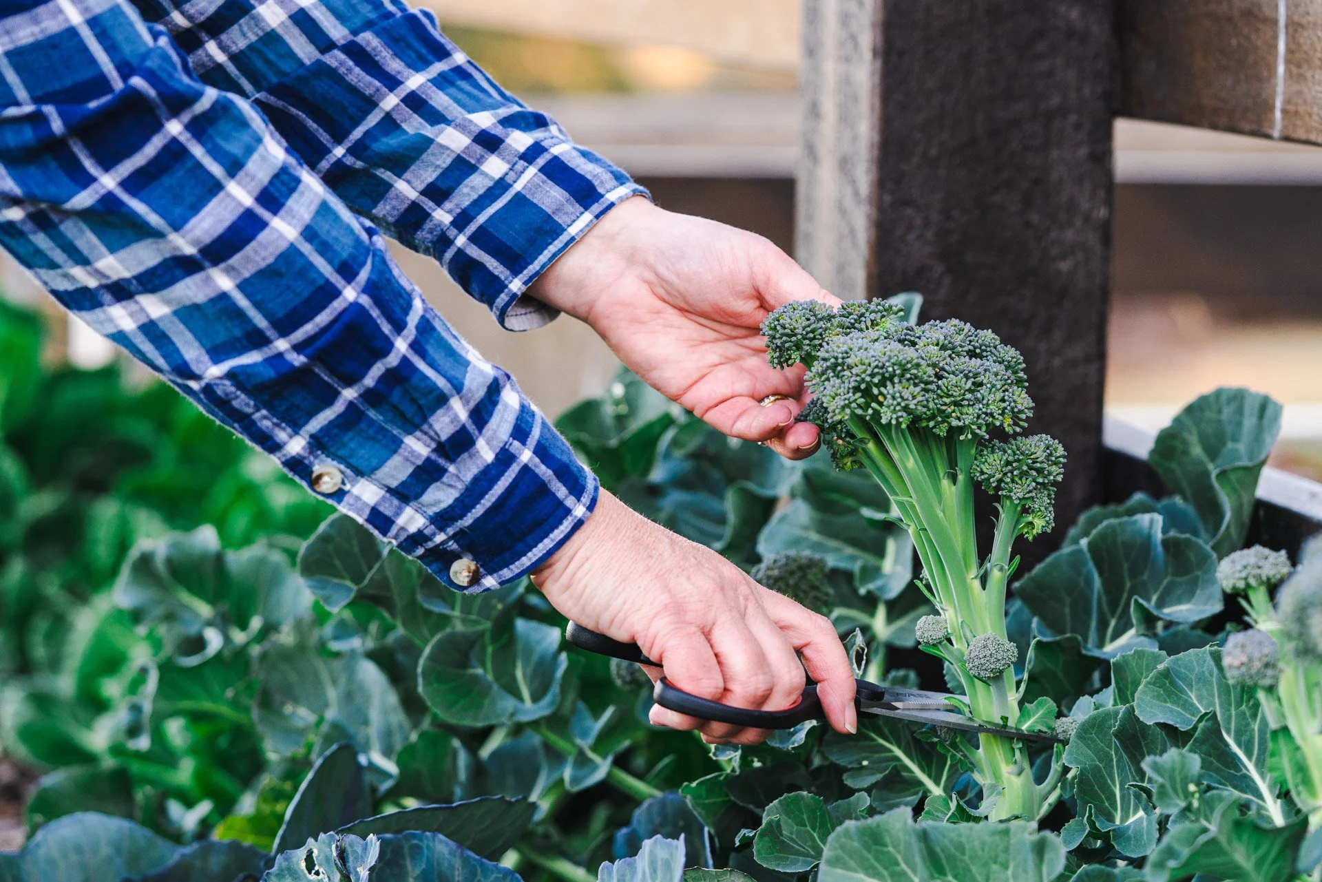 Person in a blue plaid shirt harvesting broccoli in a garden