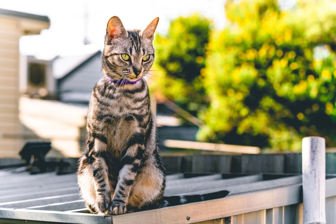 A tabby cat sitting on a rooftop with a background of trees and houses, sunny day.