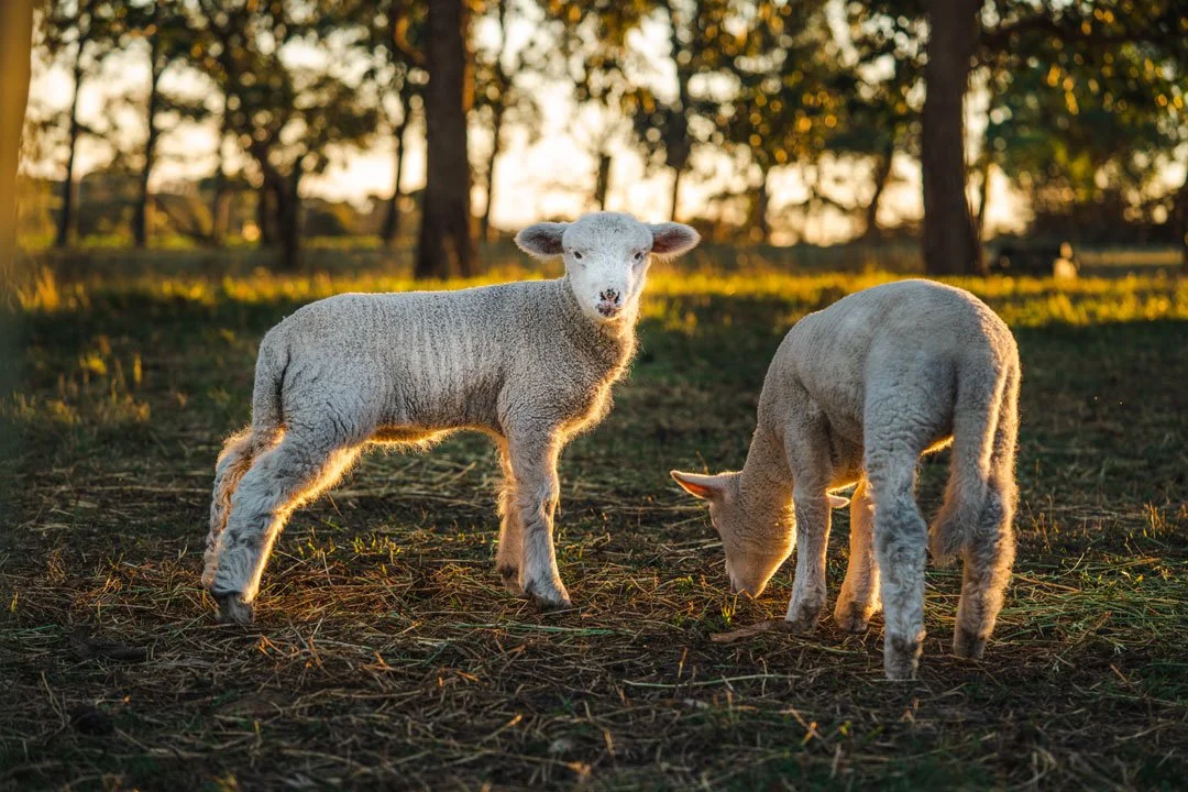 Two lambs grazing in a field during sunset with trees in the background.