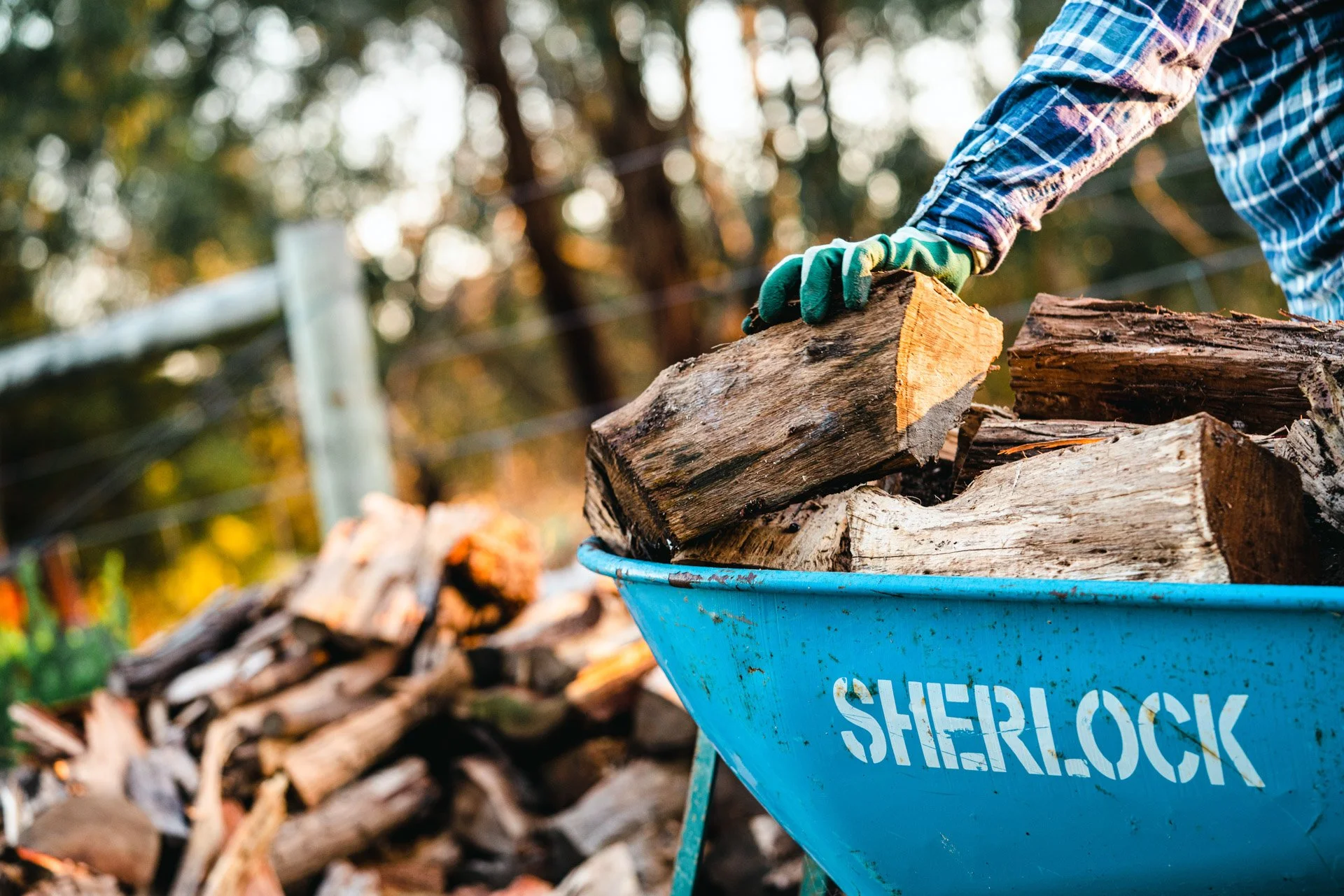 Person in plaid shirt and green gloves loading chopped firewood into a blue wheelbarrow labeled 'Sherlock' outdoors during daylight.