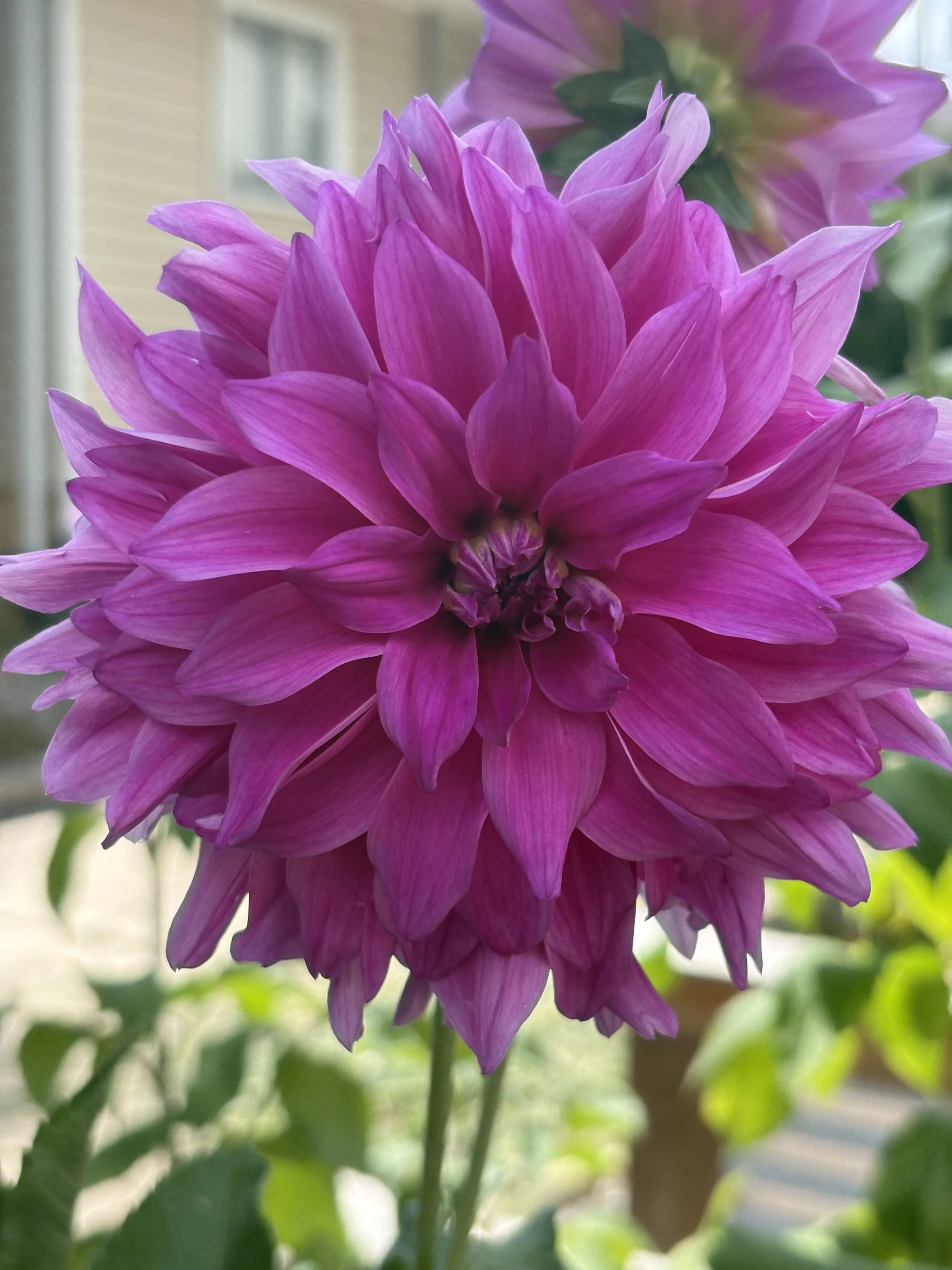 Close-up of a vibrant pink dahlia flower in bloom with a blurred background of greenery and a building.