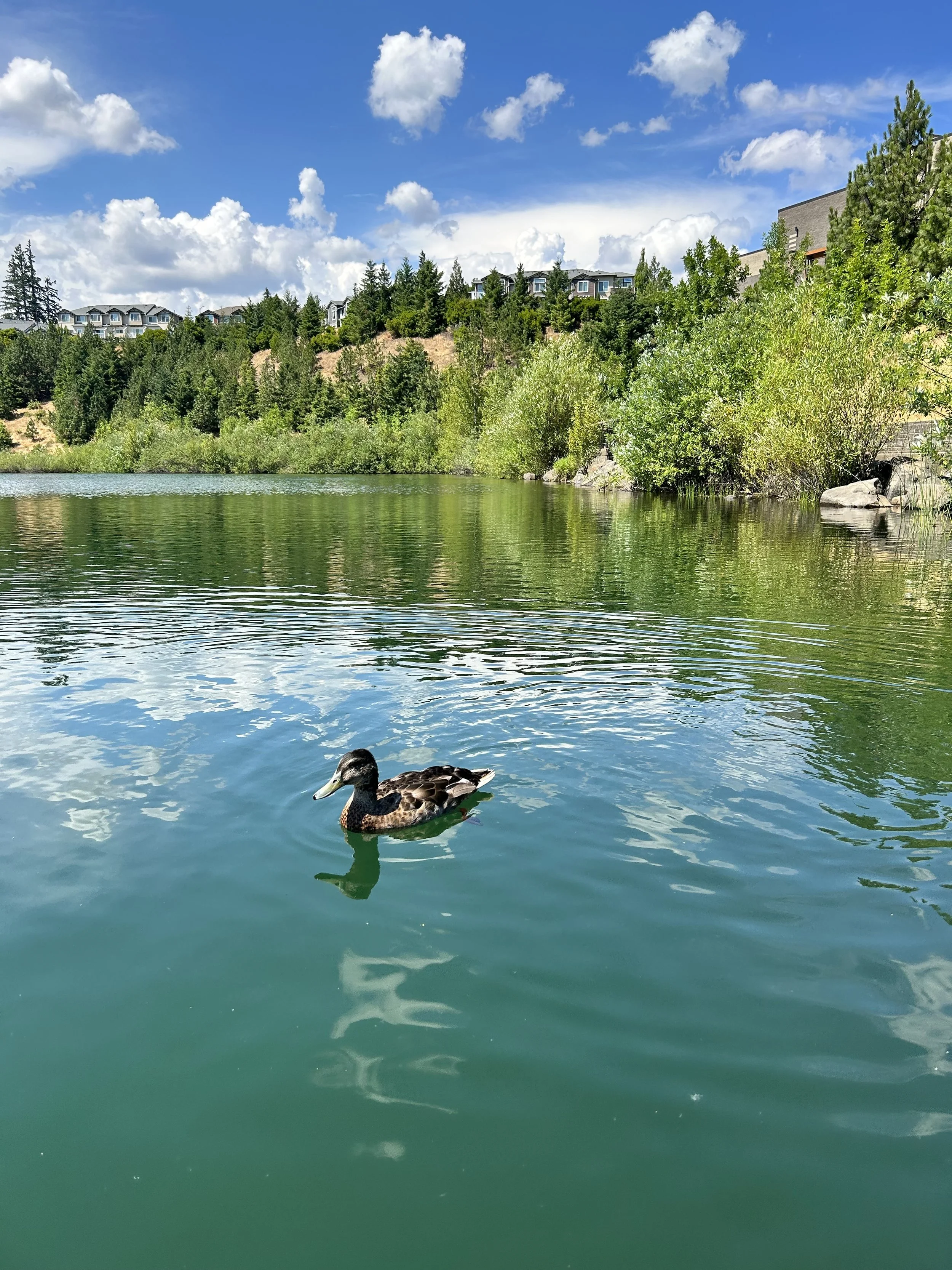 A duck swimming in a green lake with lush trees on the bank and residential buildings on a hillside under a partly cloudy sky.