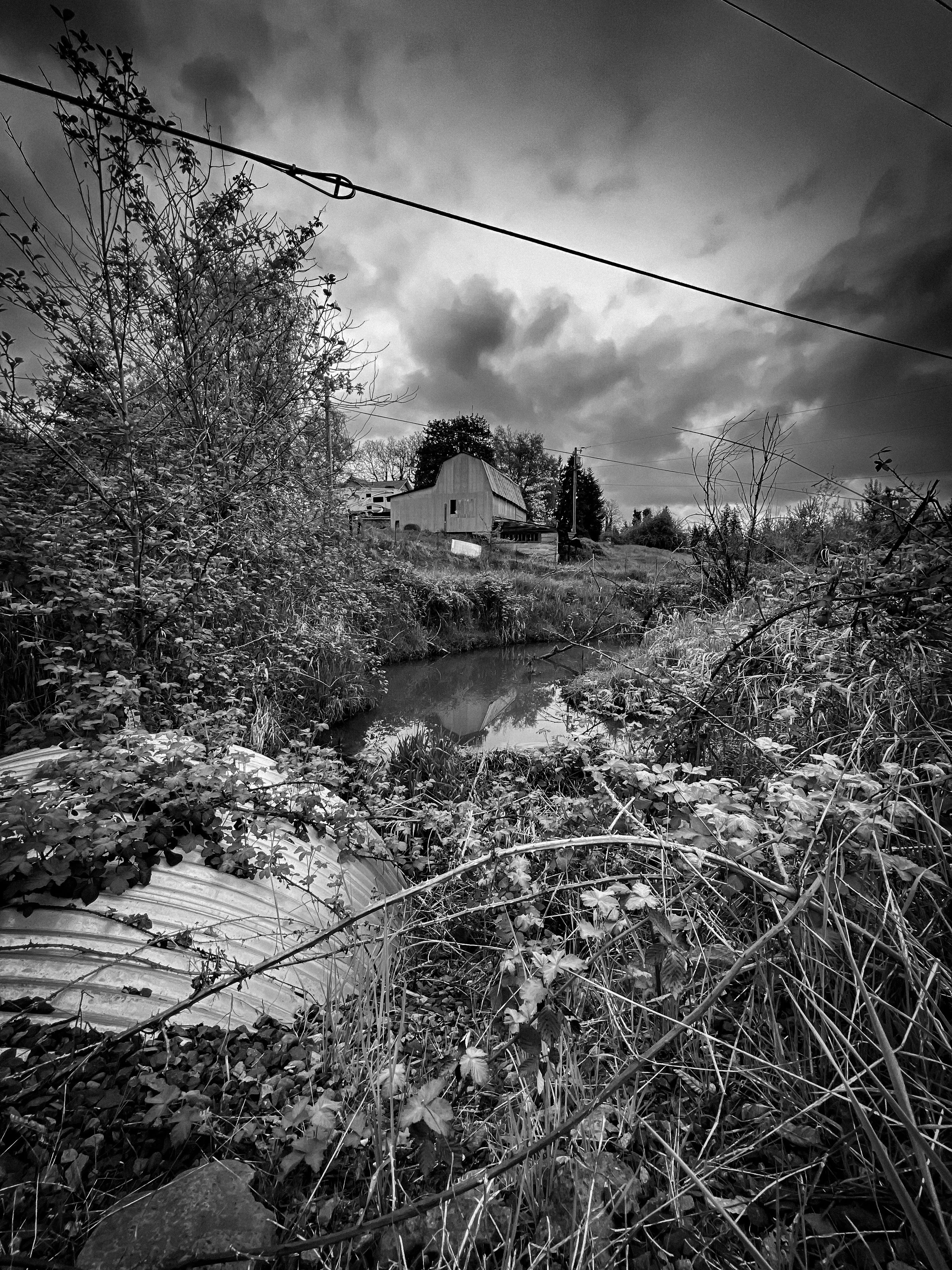 A black and white photo of a rural landscape with a small pond surrounded by bushes and tall grass, a barn or shed in the background, and a cloudy sky overhead.
