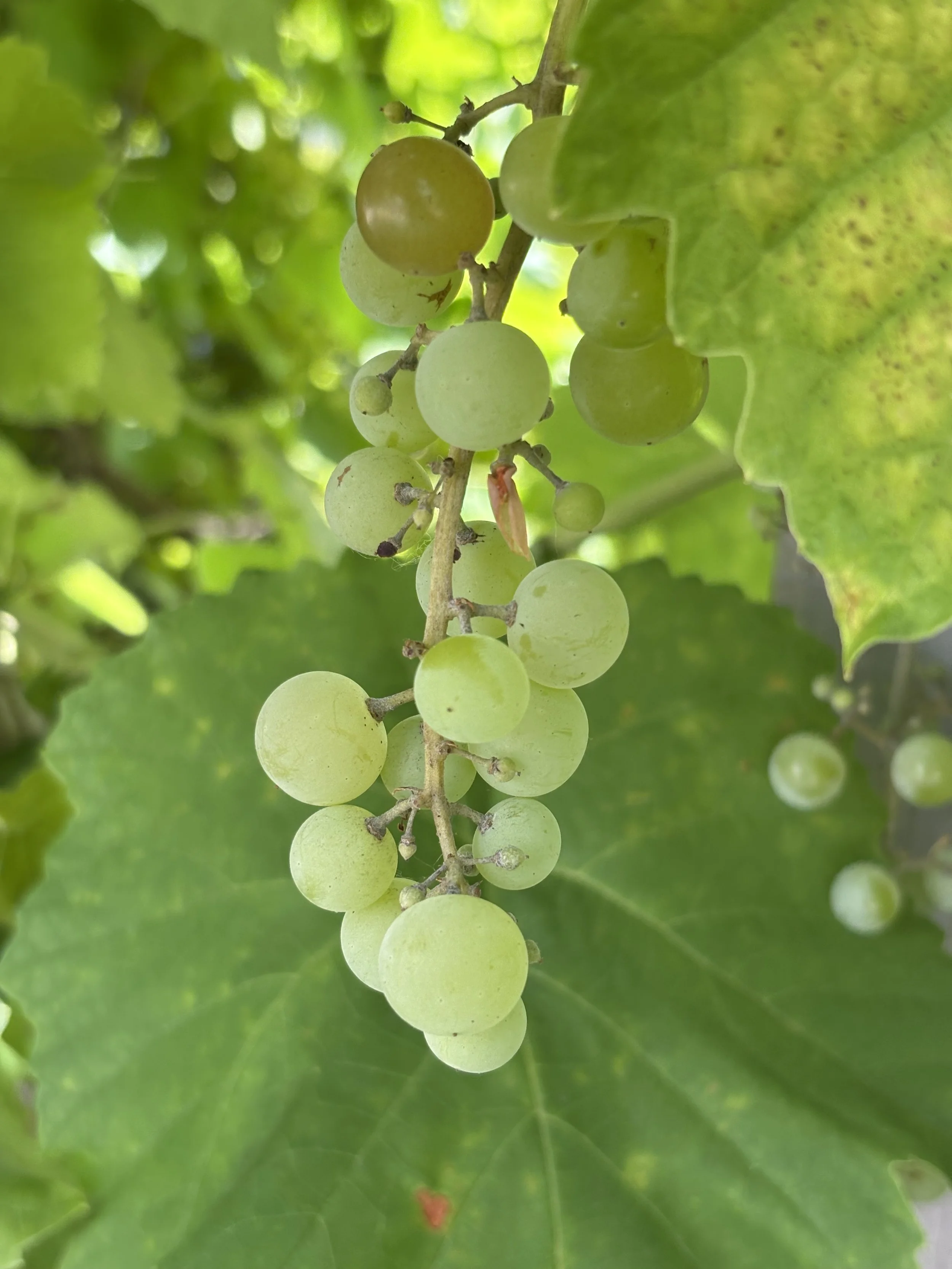 A bunch of green grapes hanging from a vine surrounded by green leaves.