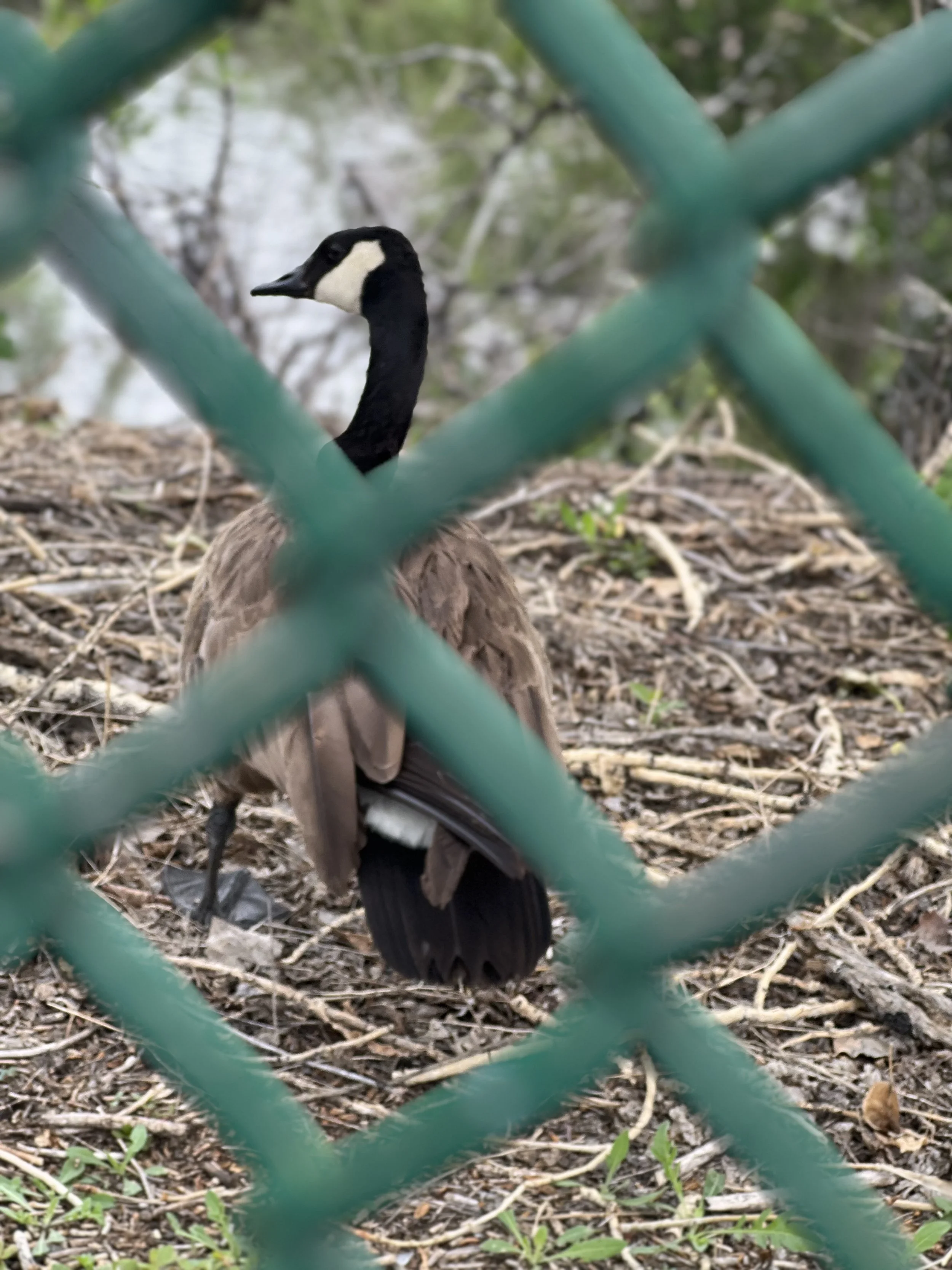 A Canada goose standing on the ground behind a green chain-link fence, with a mix of dried leaves, twigs, and small green plants on the ground, and trees in the background.