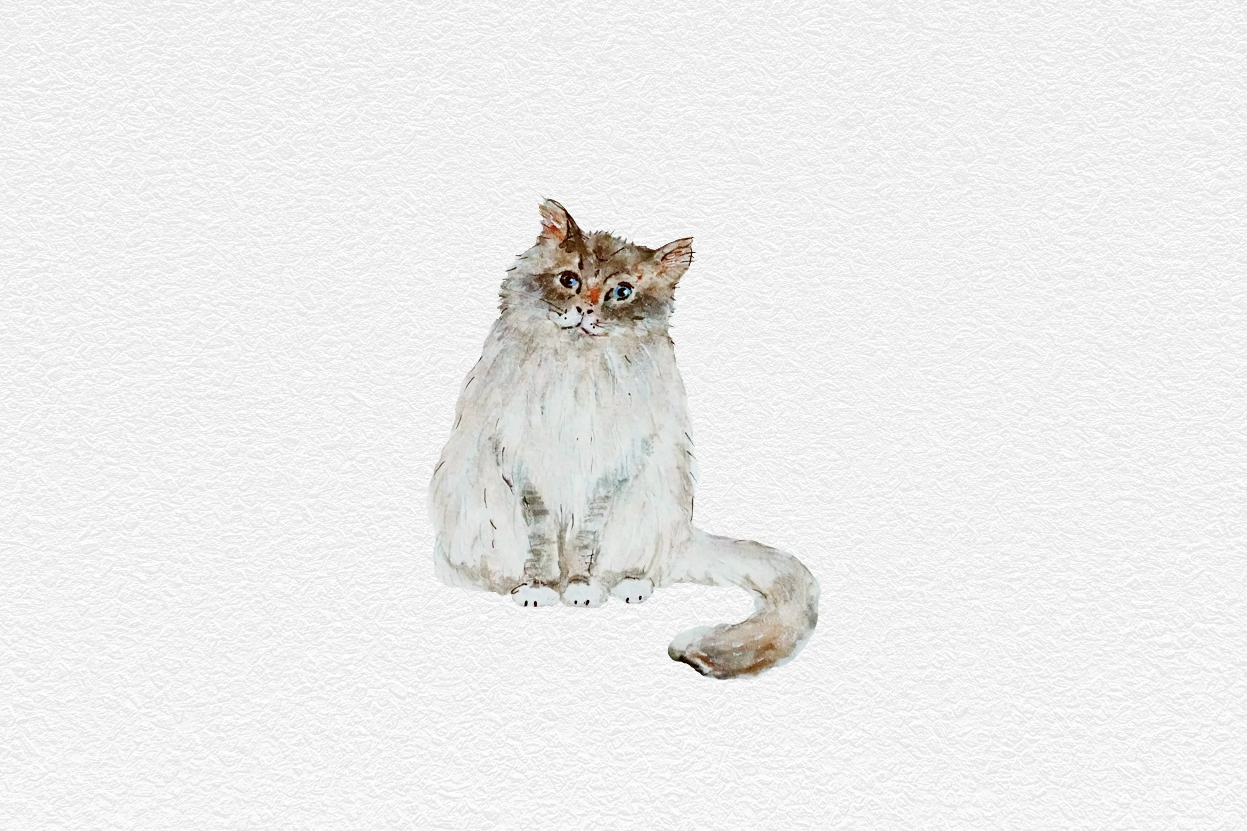 Watercolor illustration of a fluffy, long-haired cat with heterochromatic eyes, sitting on a white background.