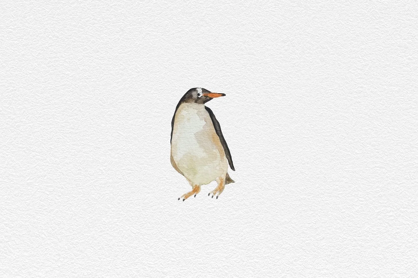 Watercolor illustration of a standing penguin with a white front, black back, and orange beak, against a textured white background.