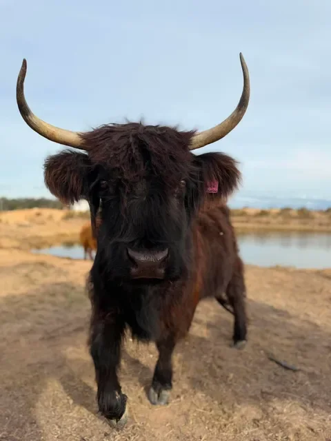 Close-up of a black Highland cow with long hair, large horns, and a nose covered in mud, standing outdoors with a partly cloudy sky in the background.