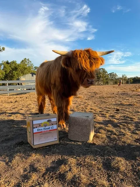 A young Highland cow with reddish-brown, curly fur standing in a dry, grassy field. In the background, there are trees and a partly cloudy sky.